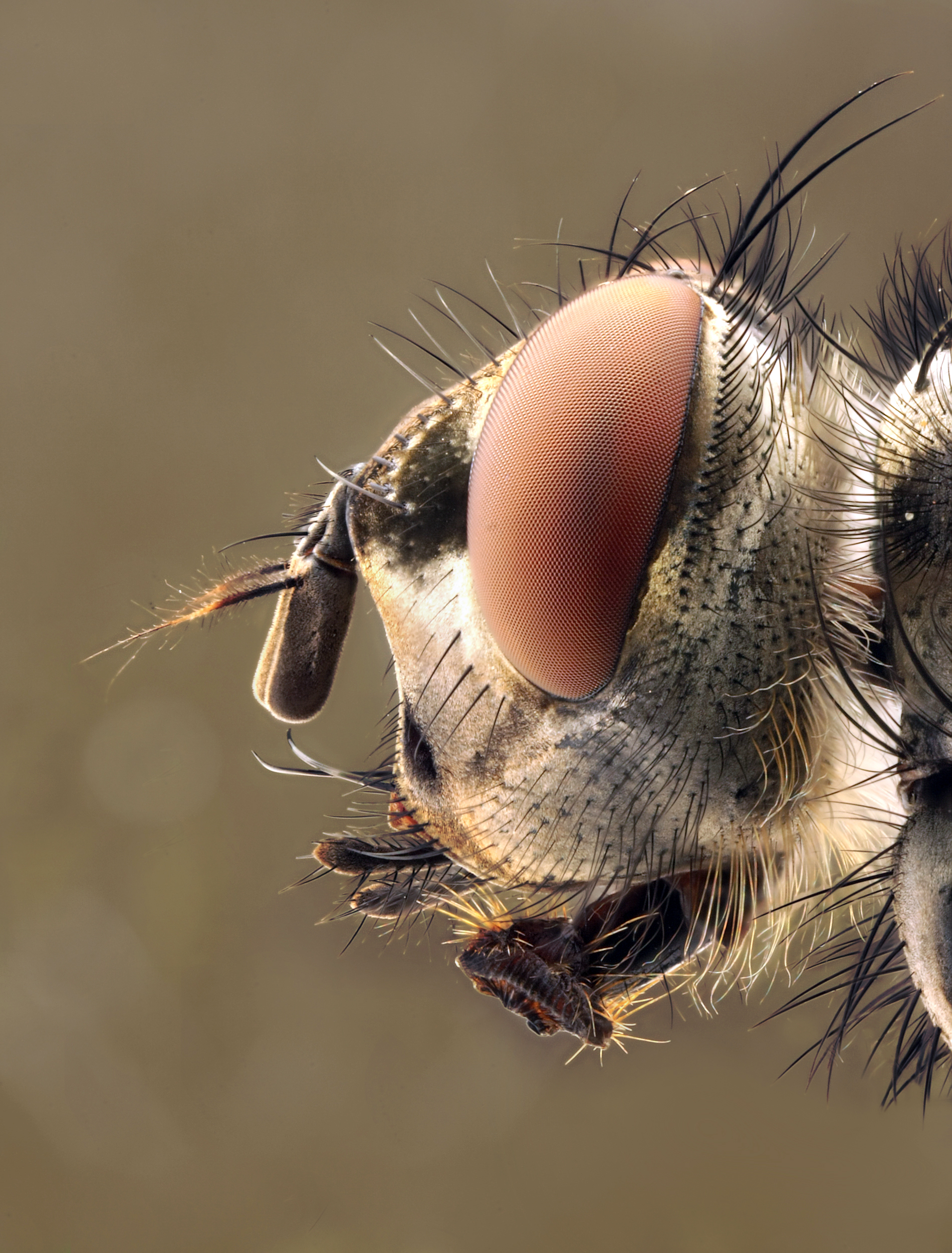 Calliphora head 2 edit1