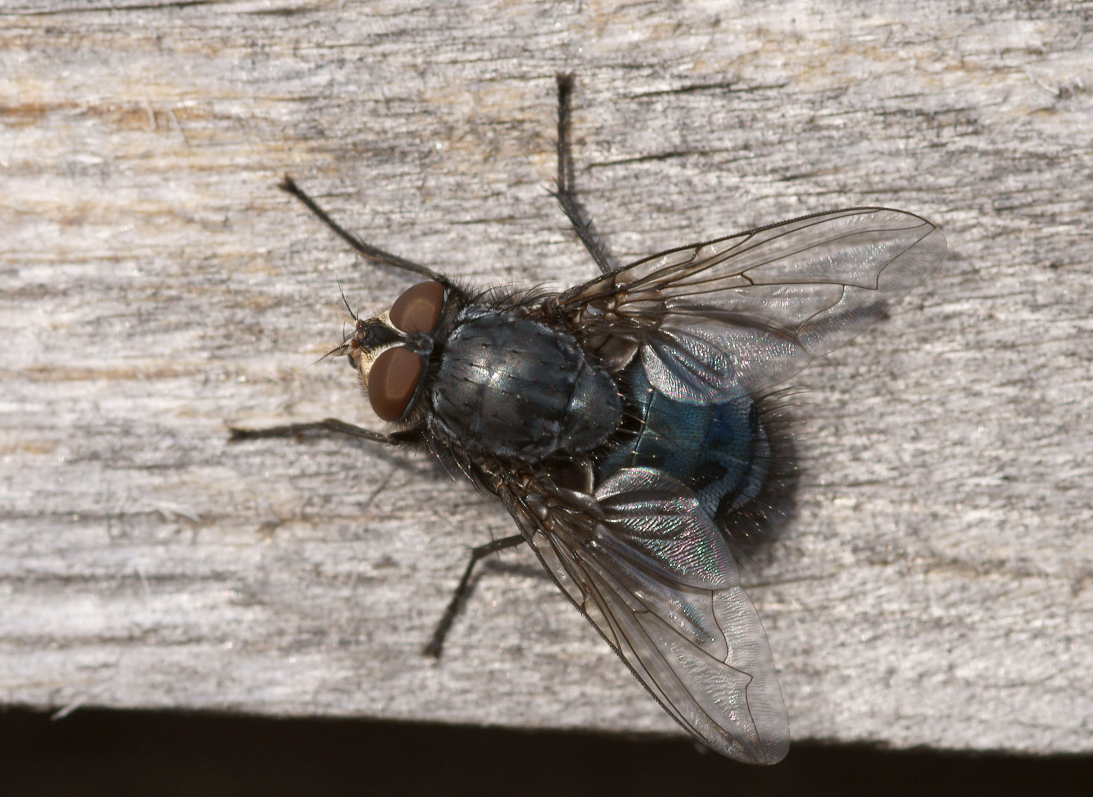 Calliphoridae