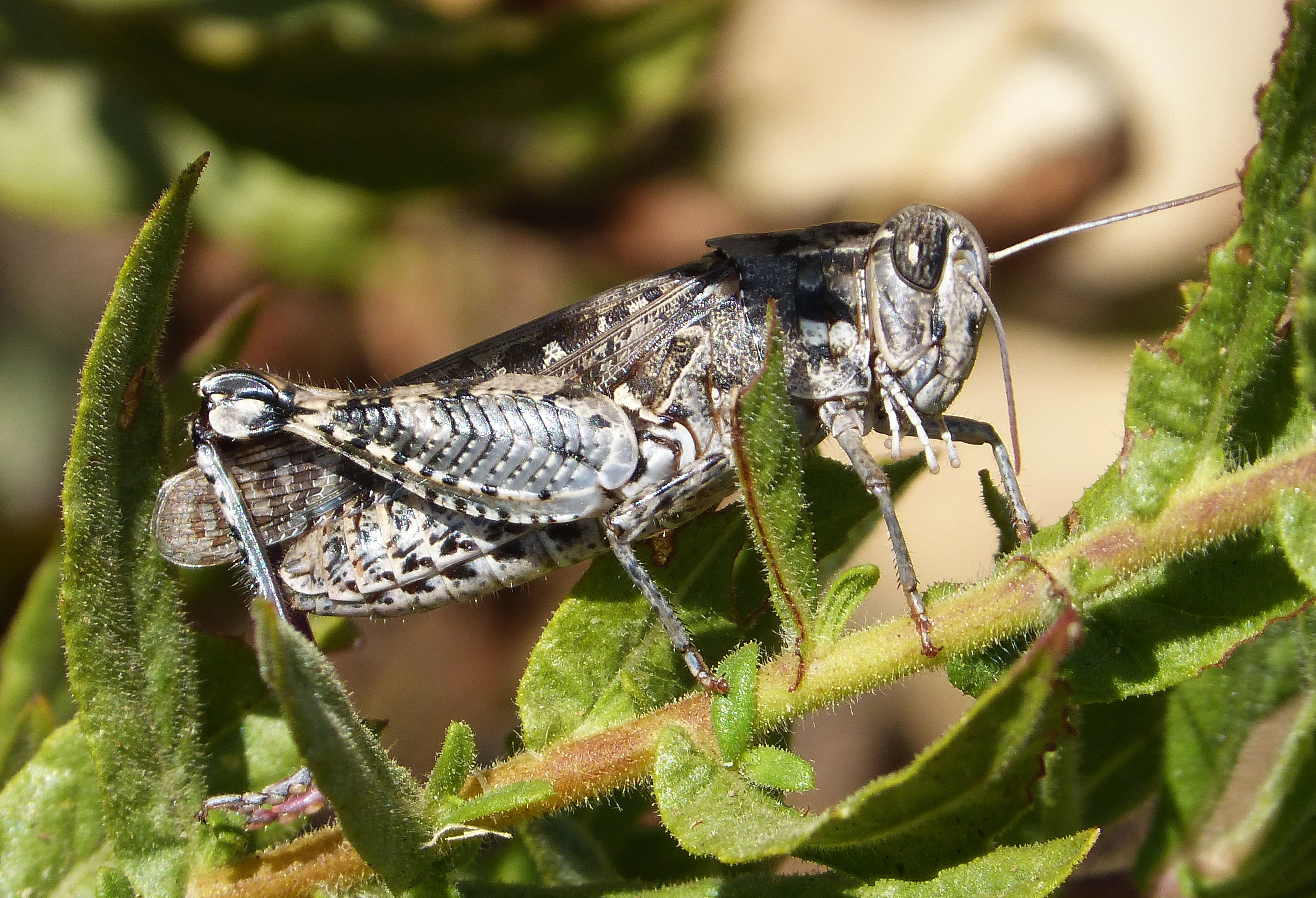 Calliptamus barbarus (32483344624)