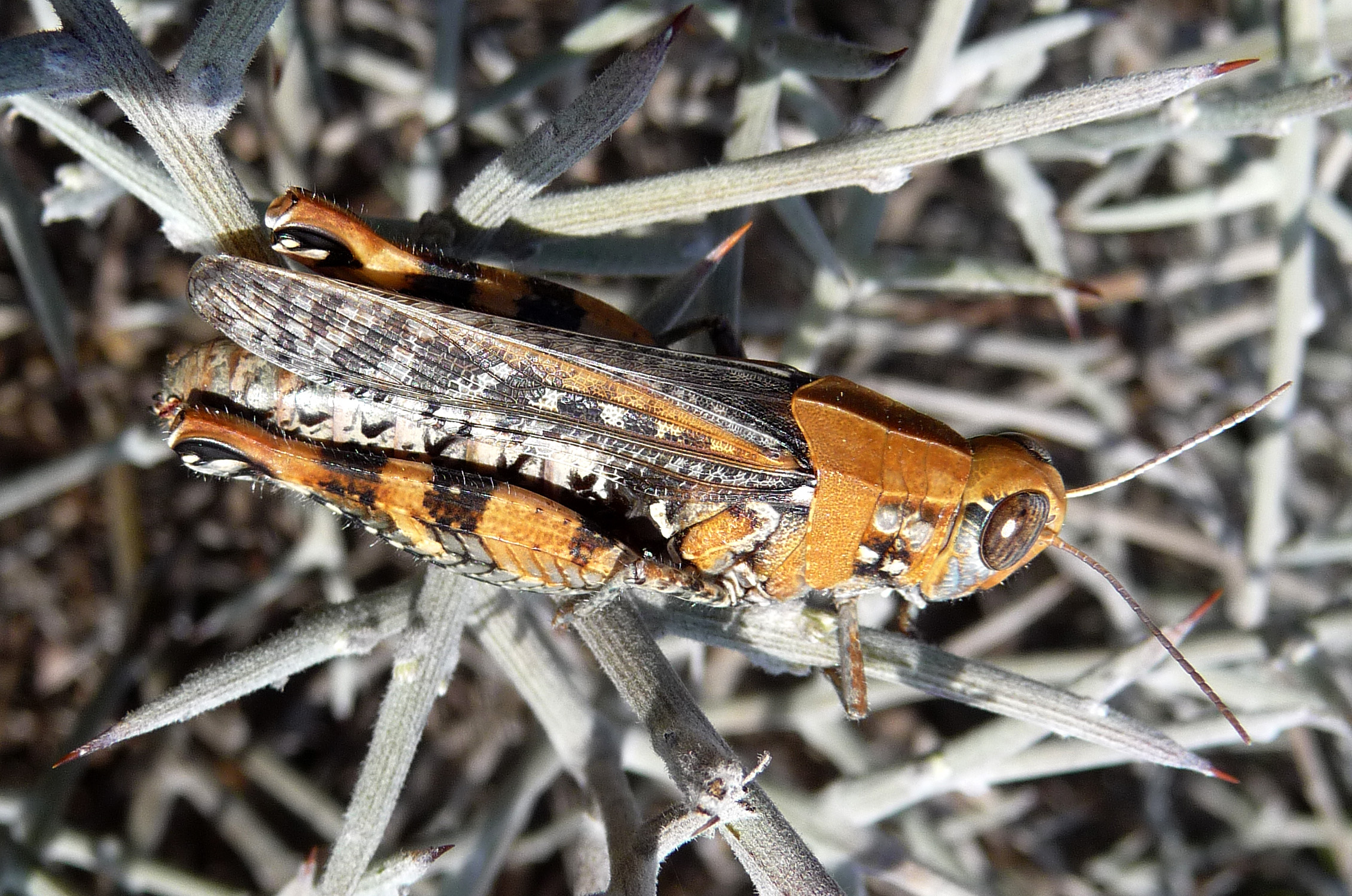 Calliptamus barbarus - Flickr - gailhampshire (10)