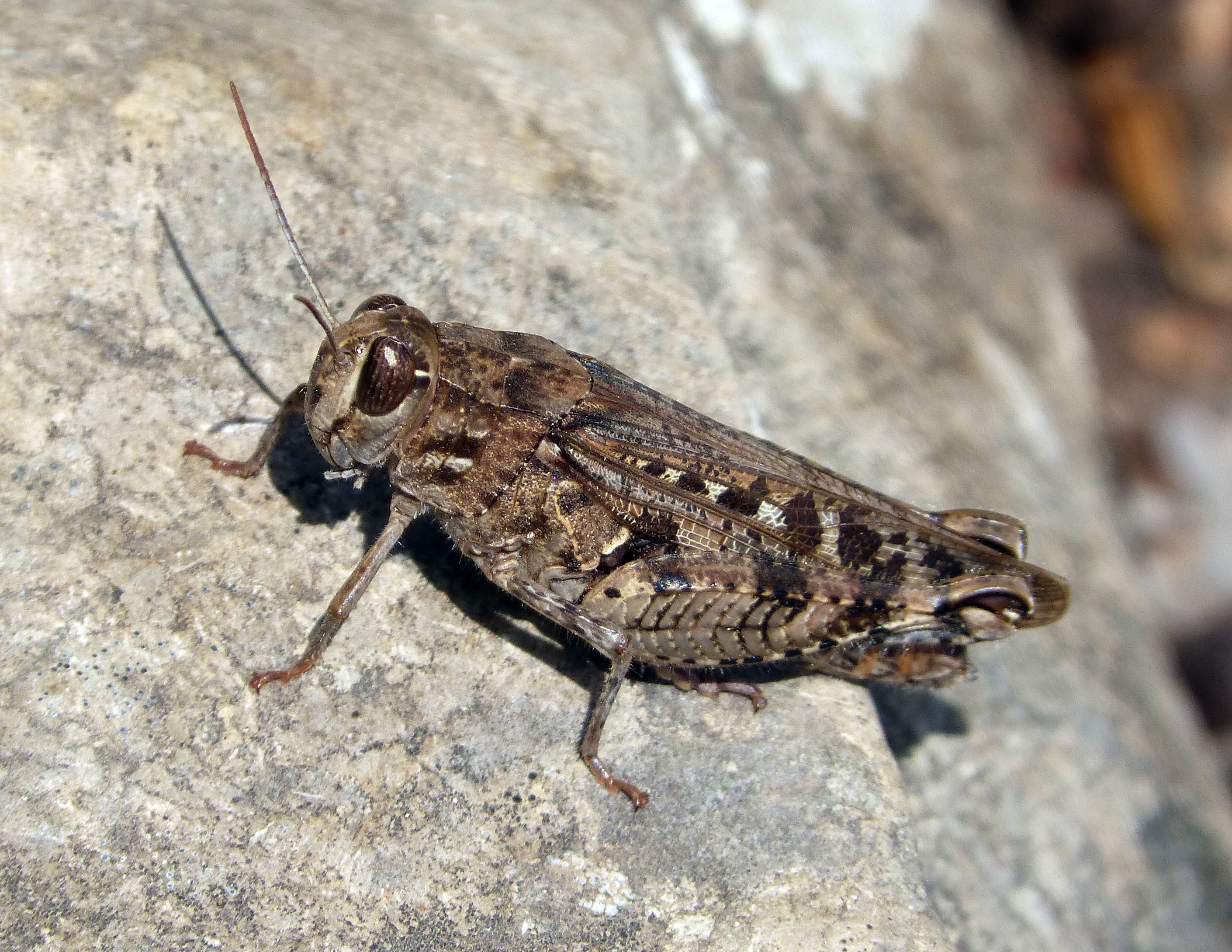 Calliptamus barbarus - Flickr - gailhampshire (2)