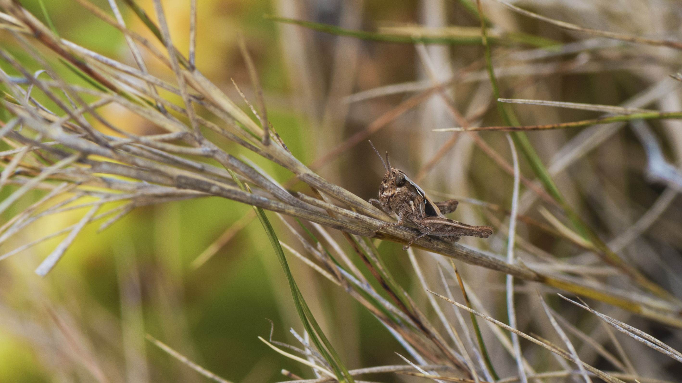Calliptamus barbarus, Sète 01