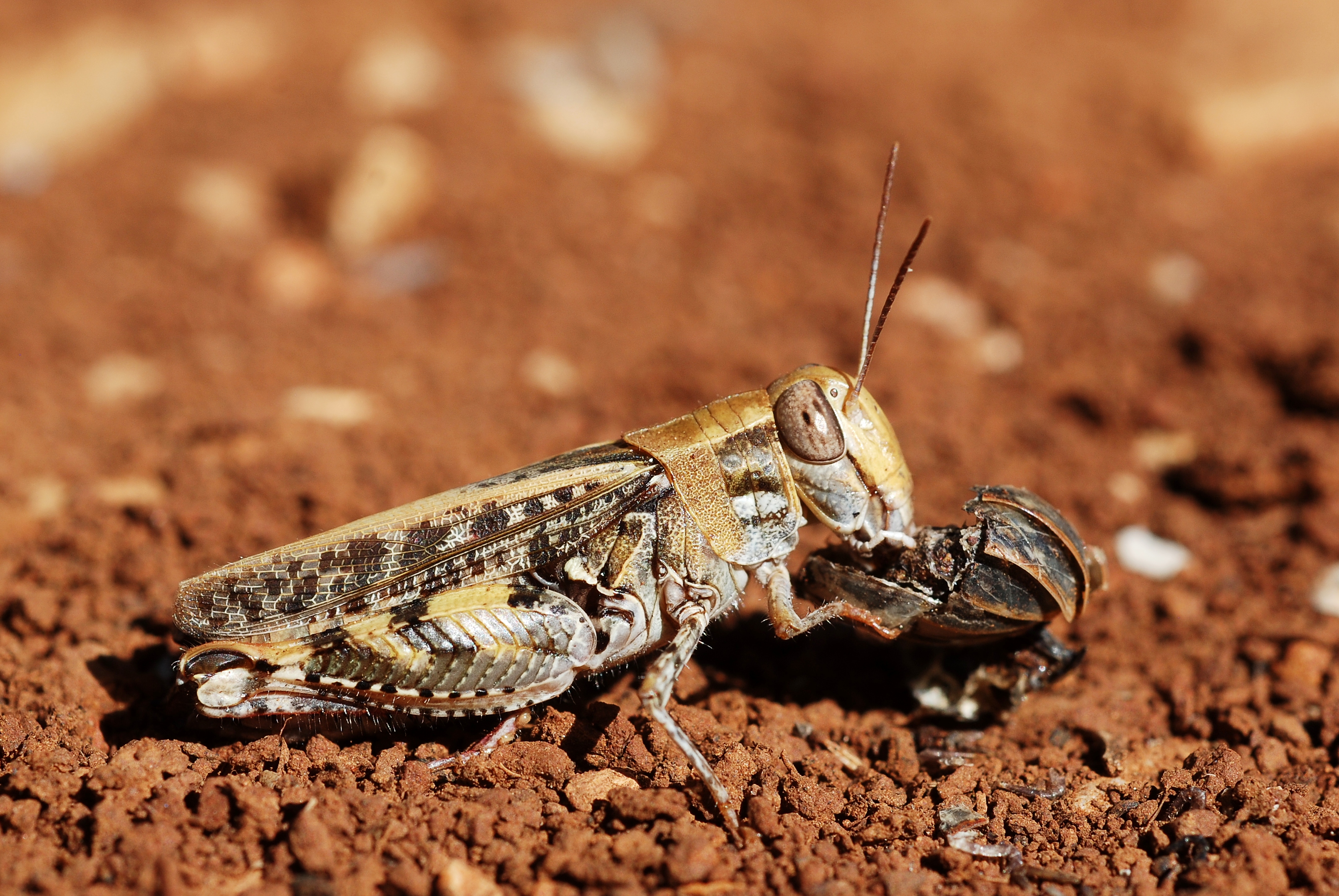 Calliptamus cfr barbarus female (5011963871)