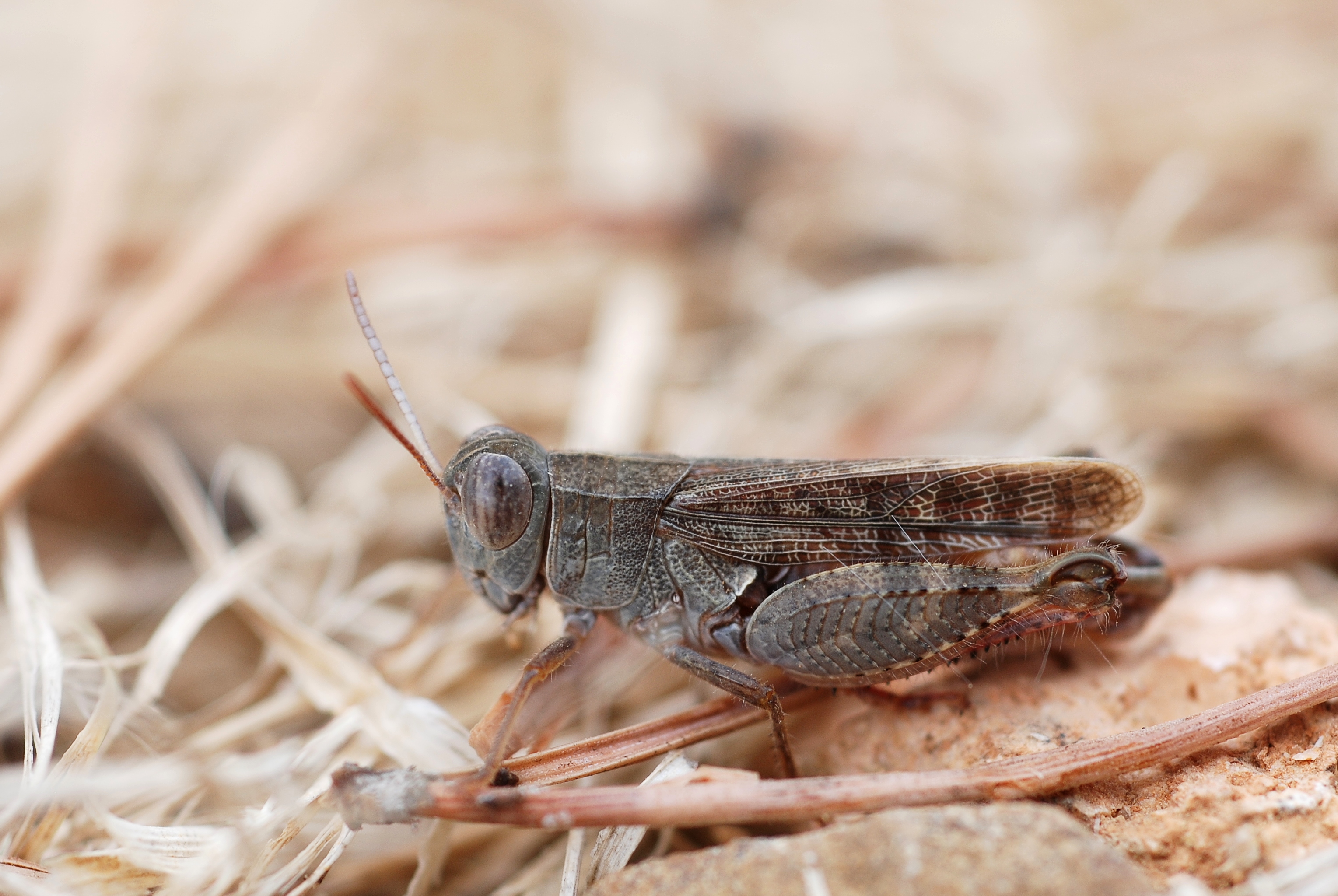Calliptamus cfr barbarus male (5012555416)