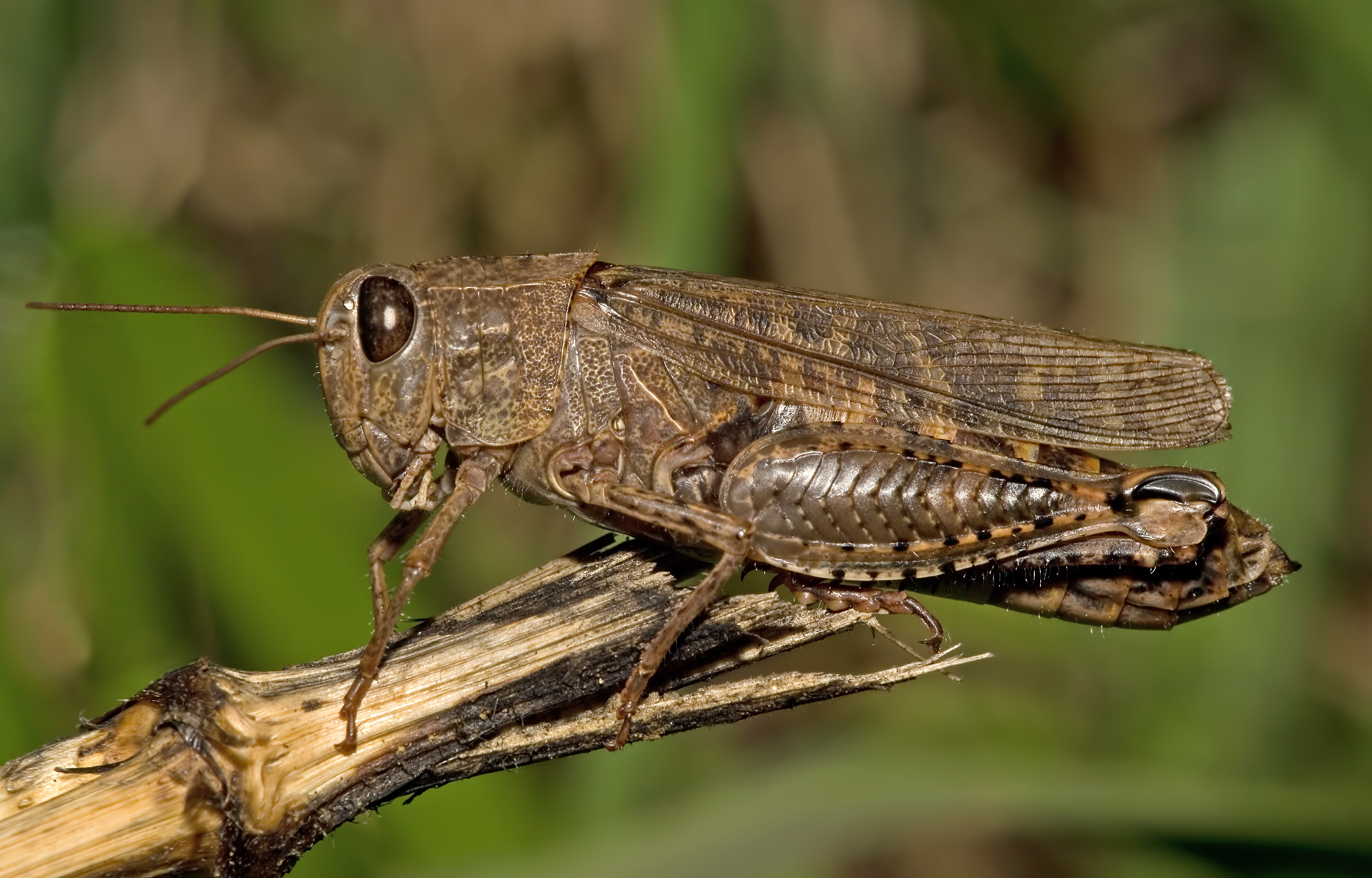 Calliptamus italicus03