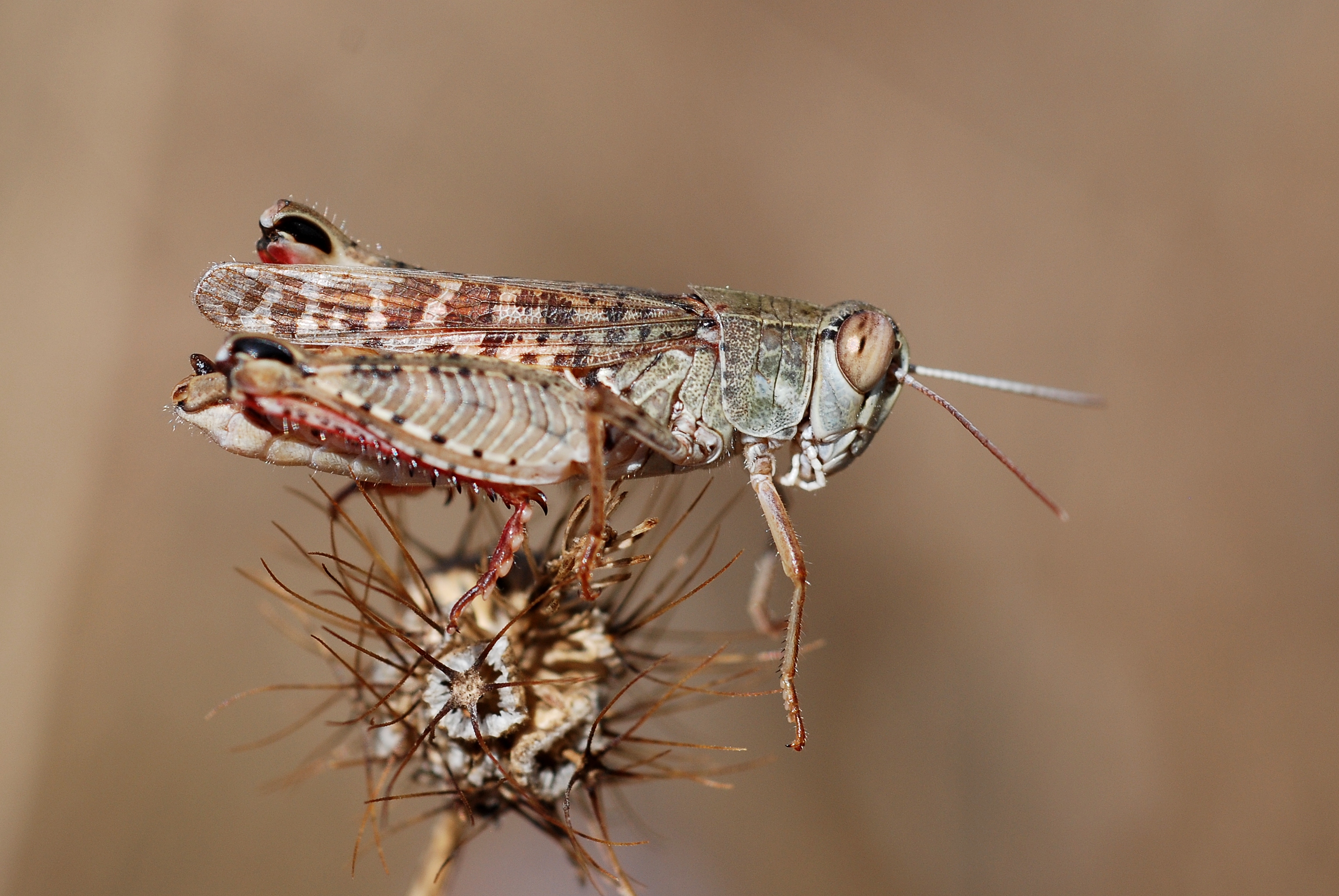 Calliptamus italicus male (5011948379)