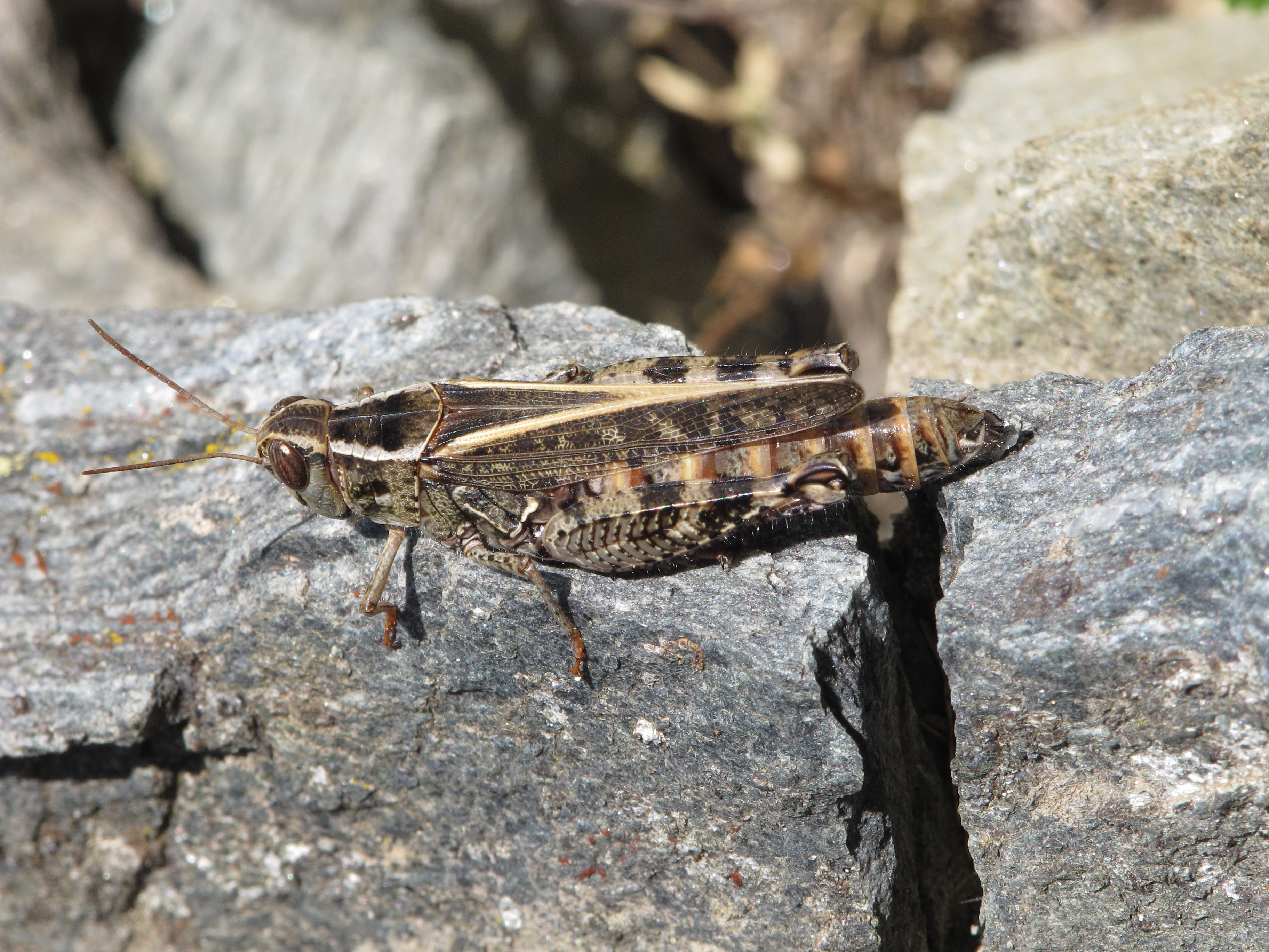 Calliptamus italicus RF
