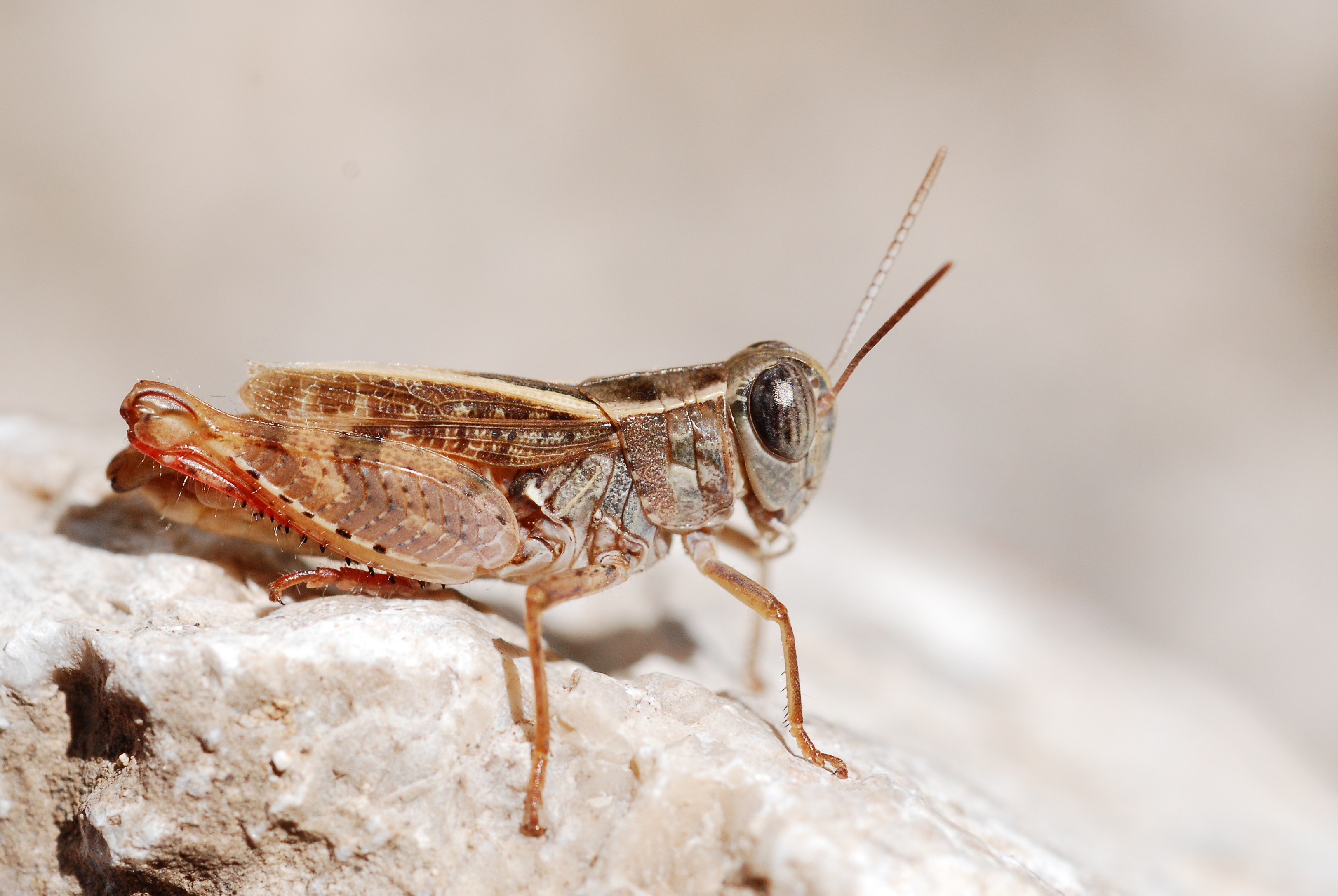 Calliptamus siciliae male (5012561578)