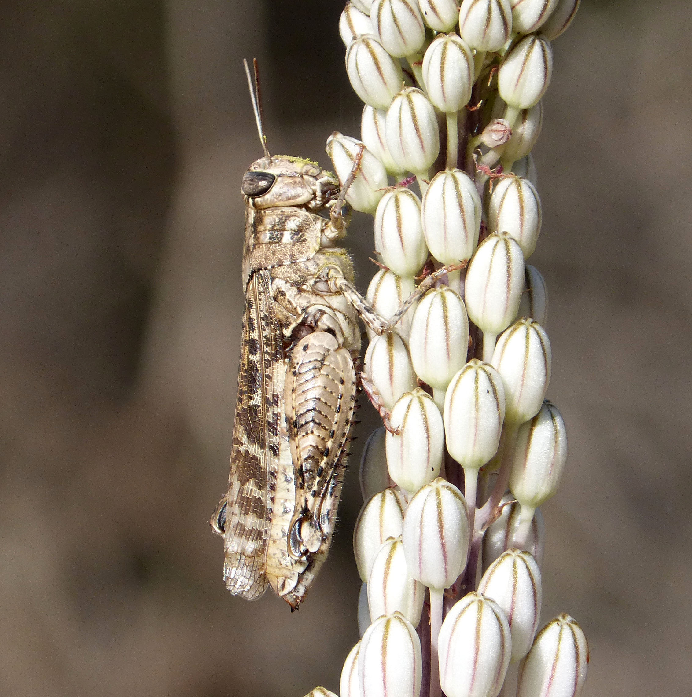Calliptamus species (33052664192)