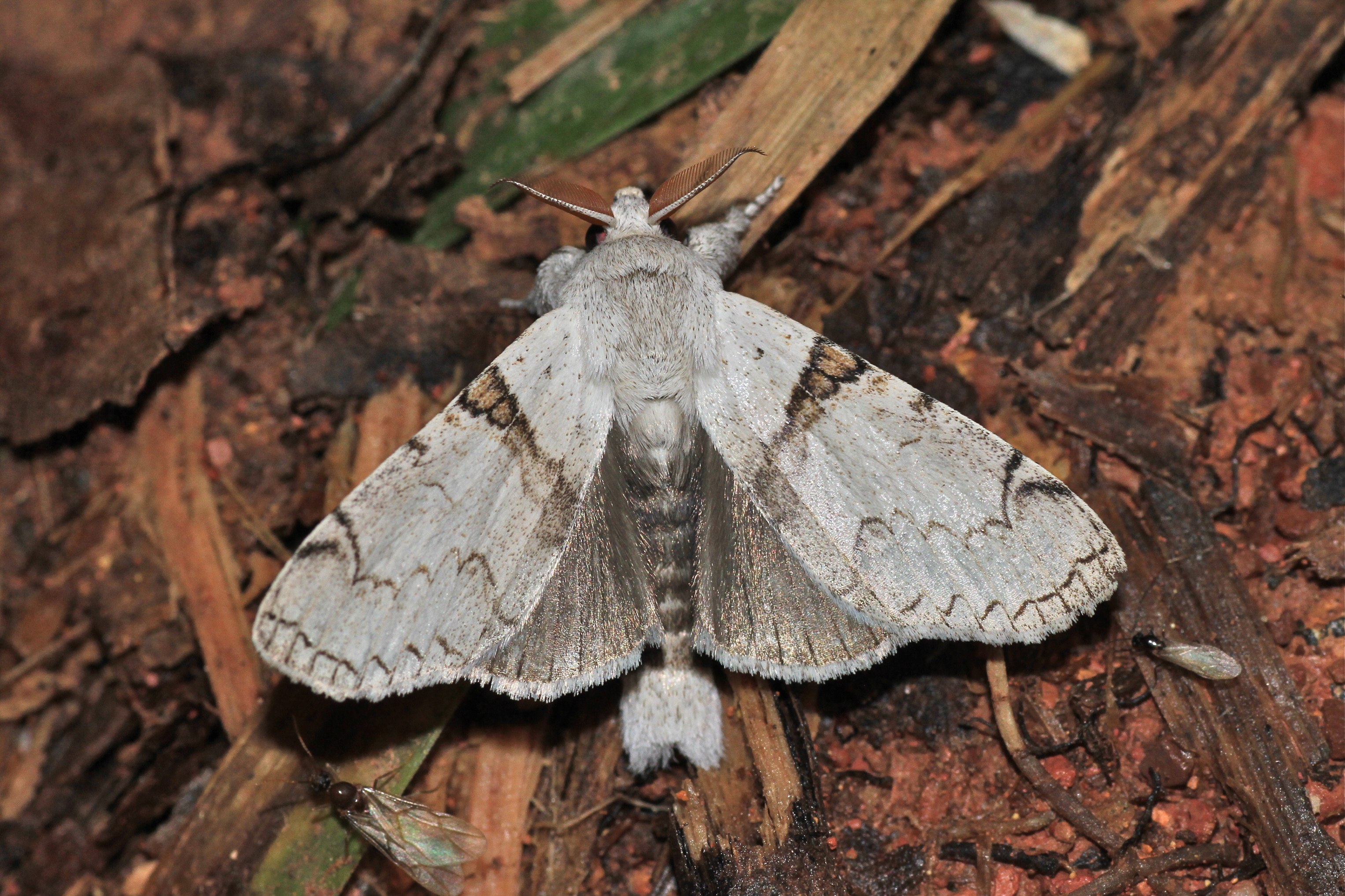 Calliteara diplozona (Lymantriidae- Orgyinae) (5695374503)