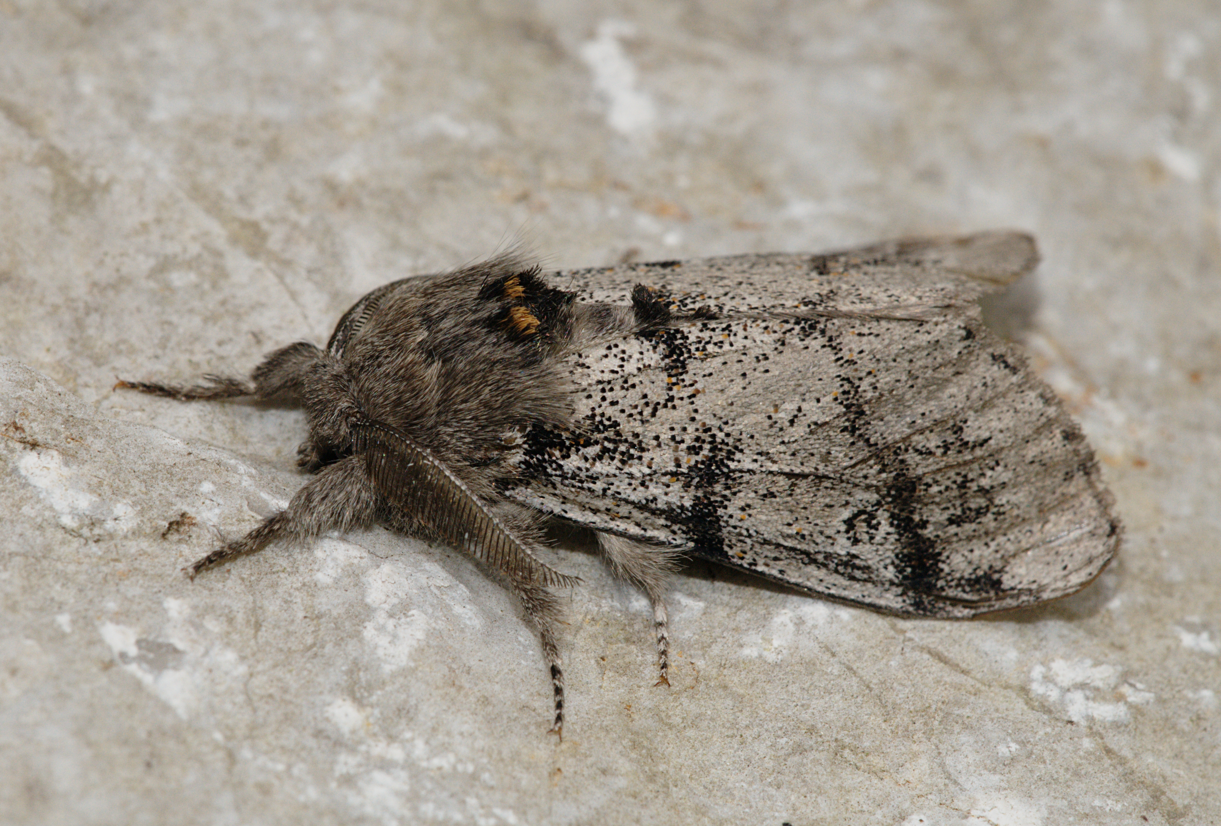 Calliteara fascelina Buchstein01