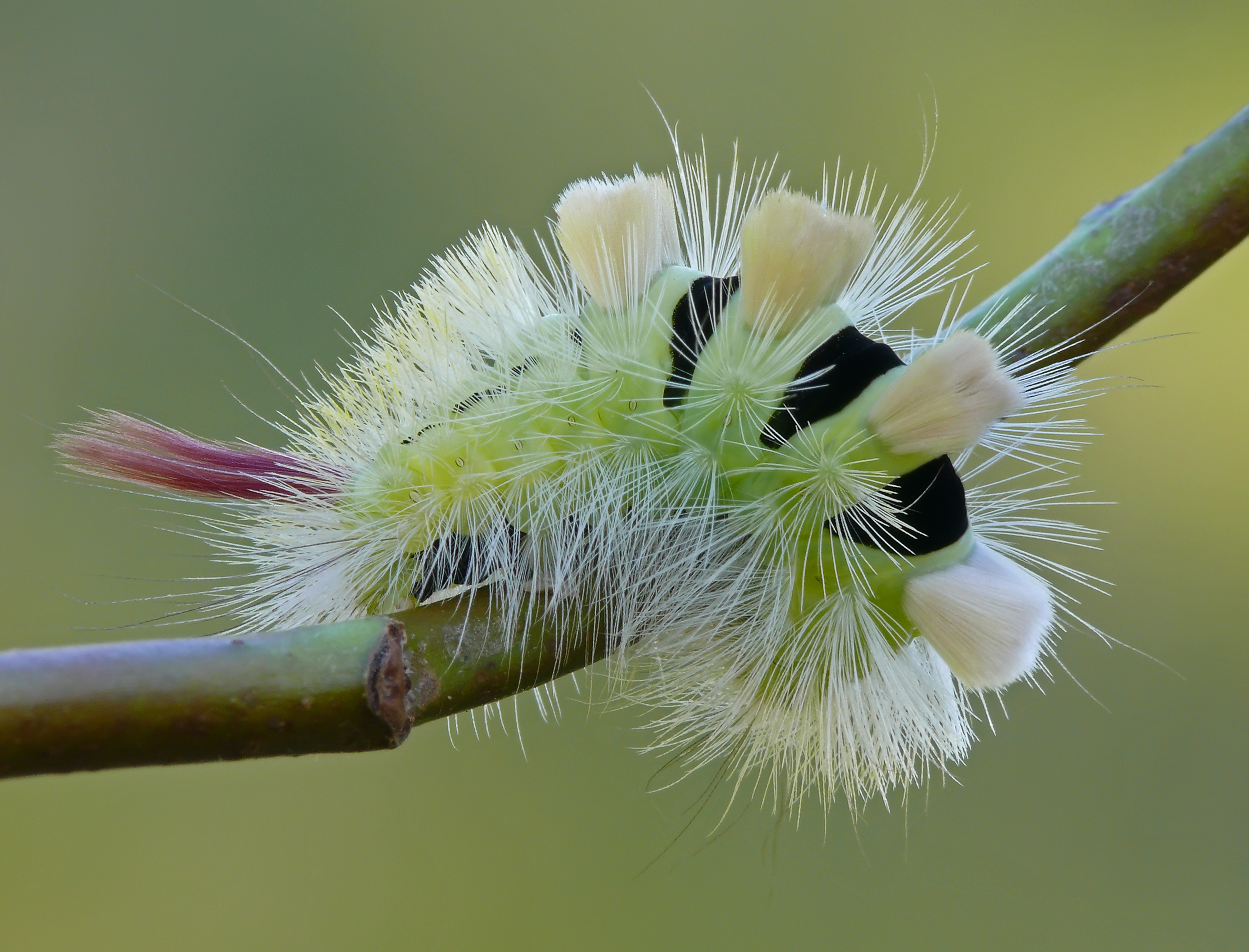 Calliteara pudibunda caterpillar