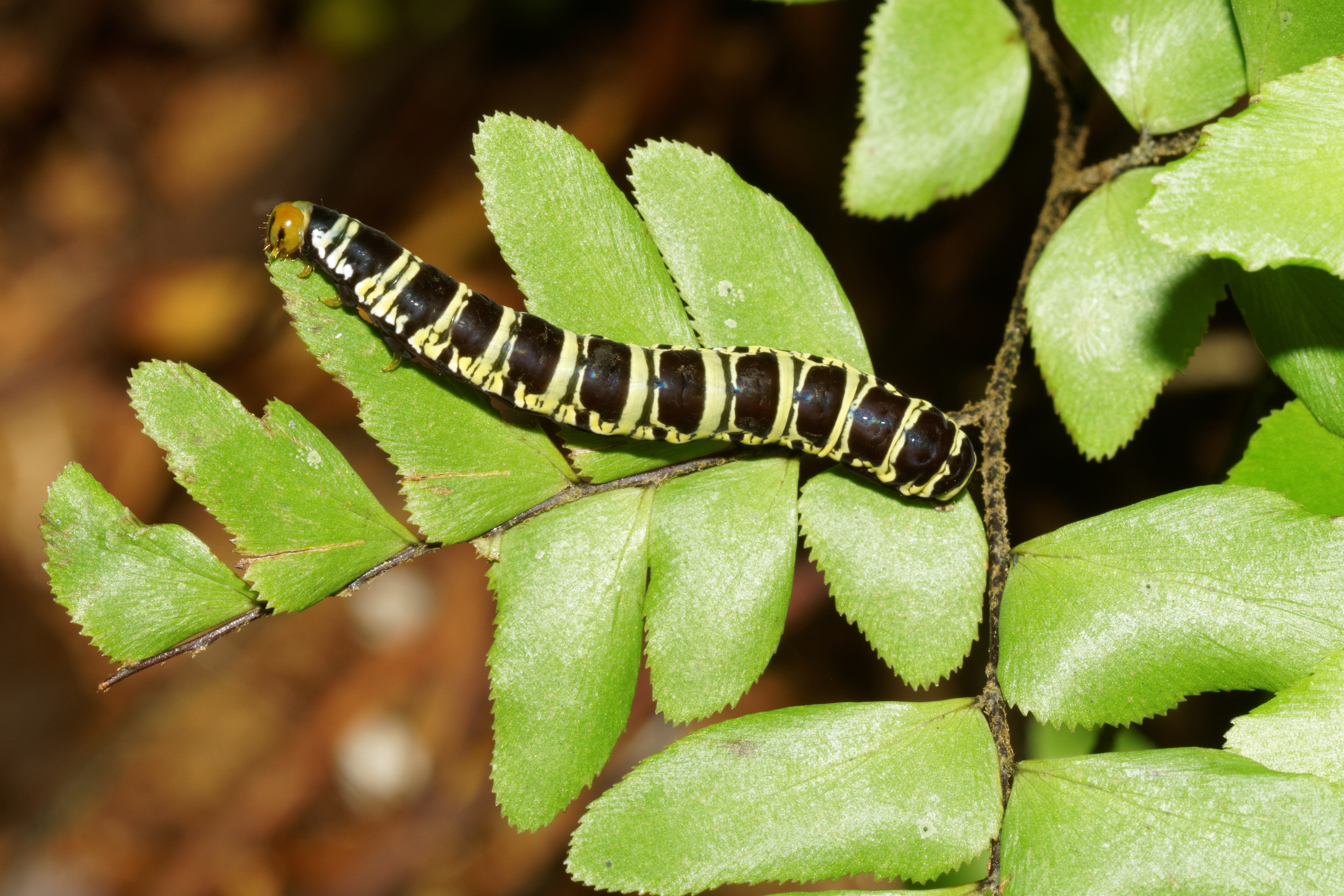 Callopistria-Kadavoor-2016-07-31-002