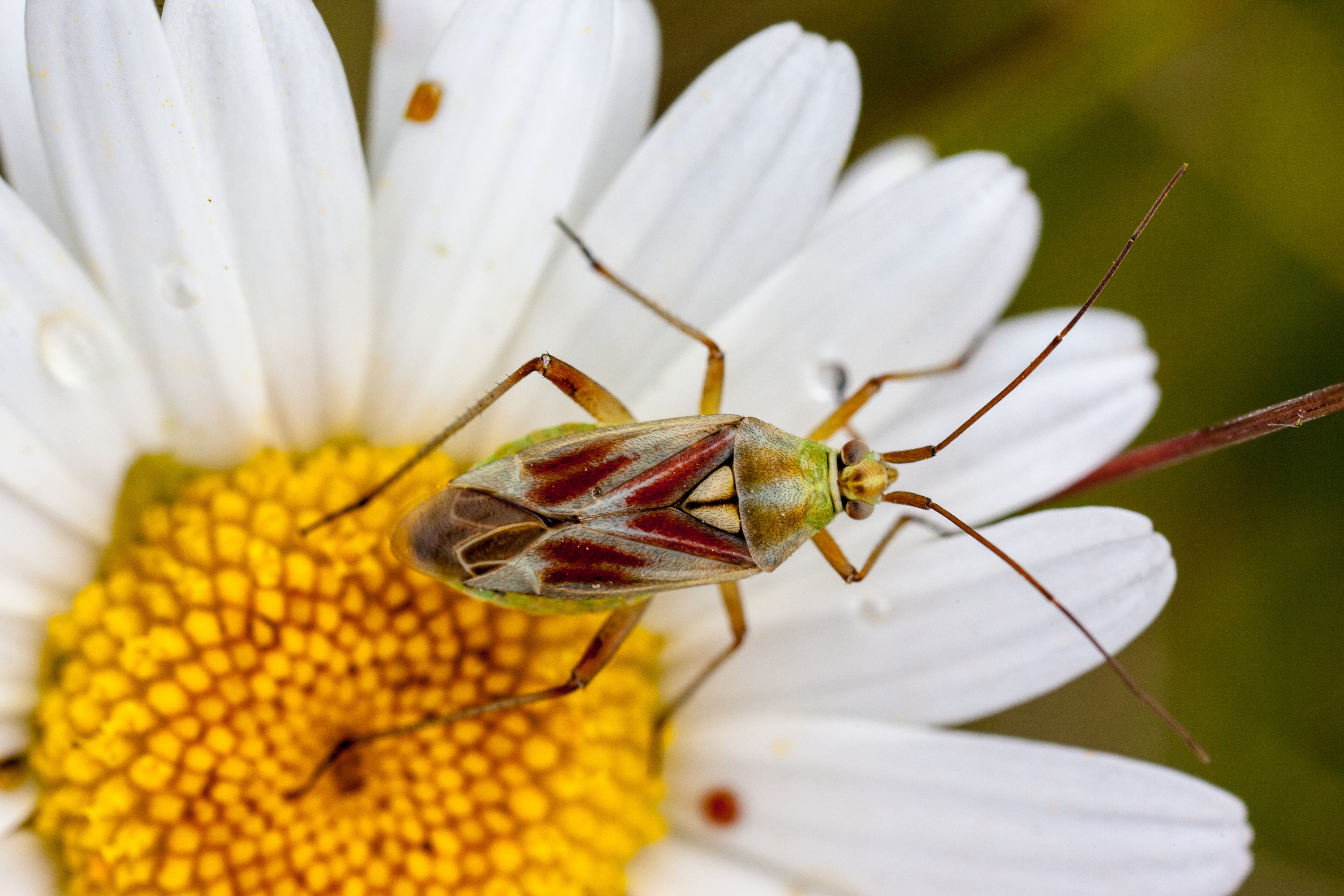 Calocoris roseomaculatus MichaD