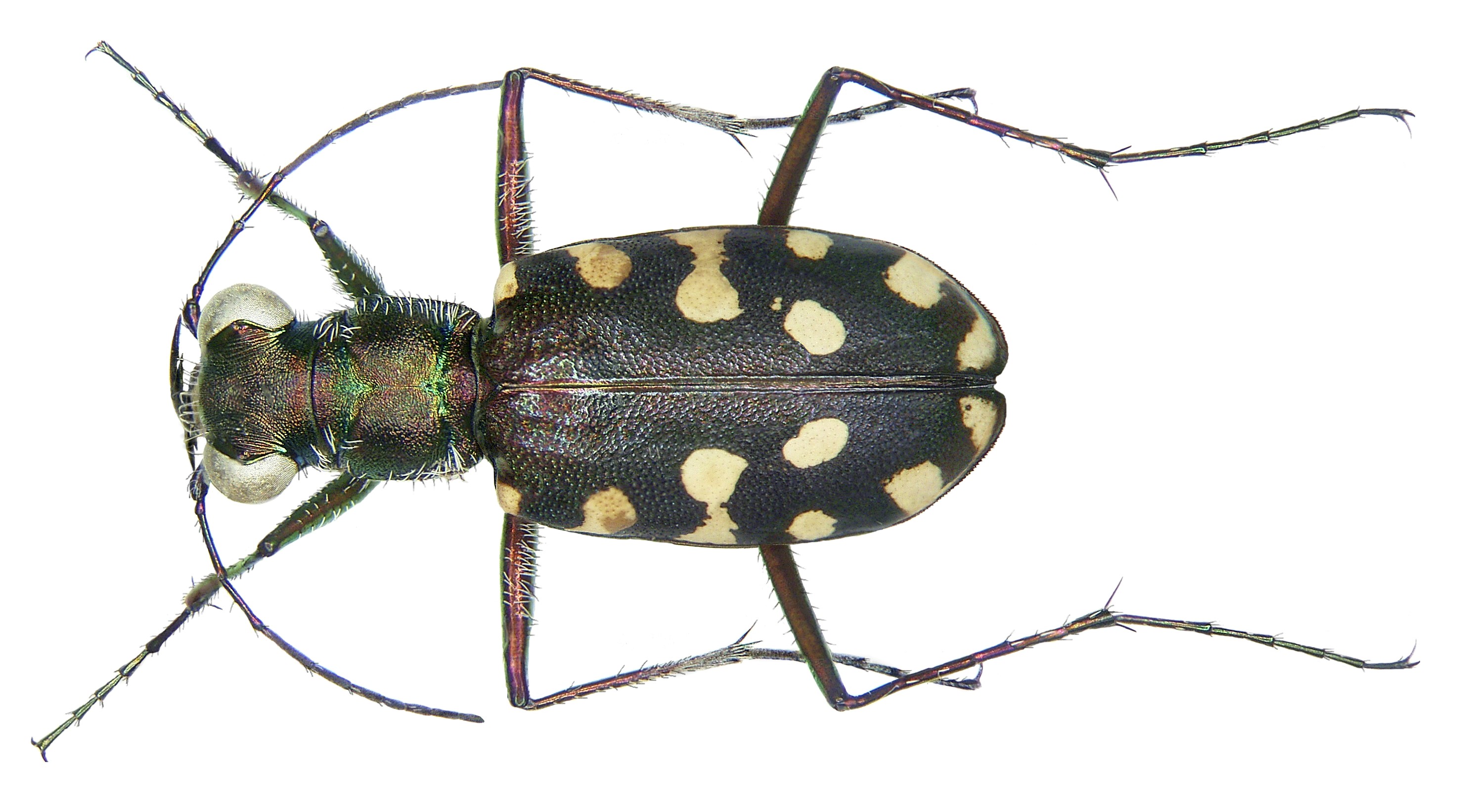Calomera aulica aulica (Dejean, 1831) (2984401278)