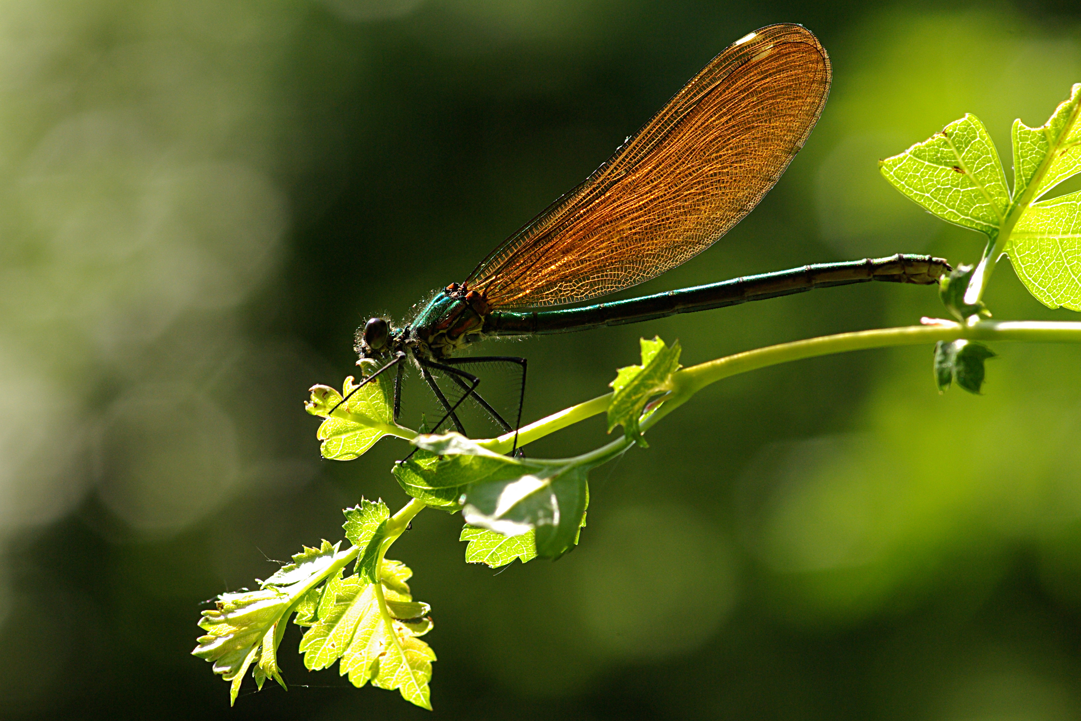 Calopterix virgo 03