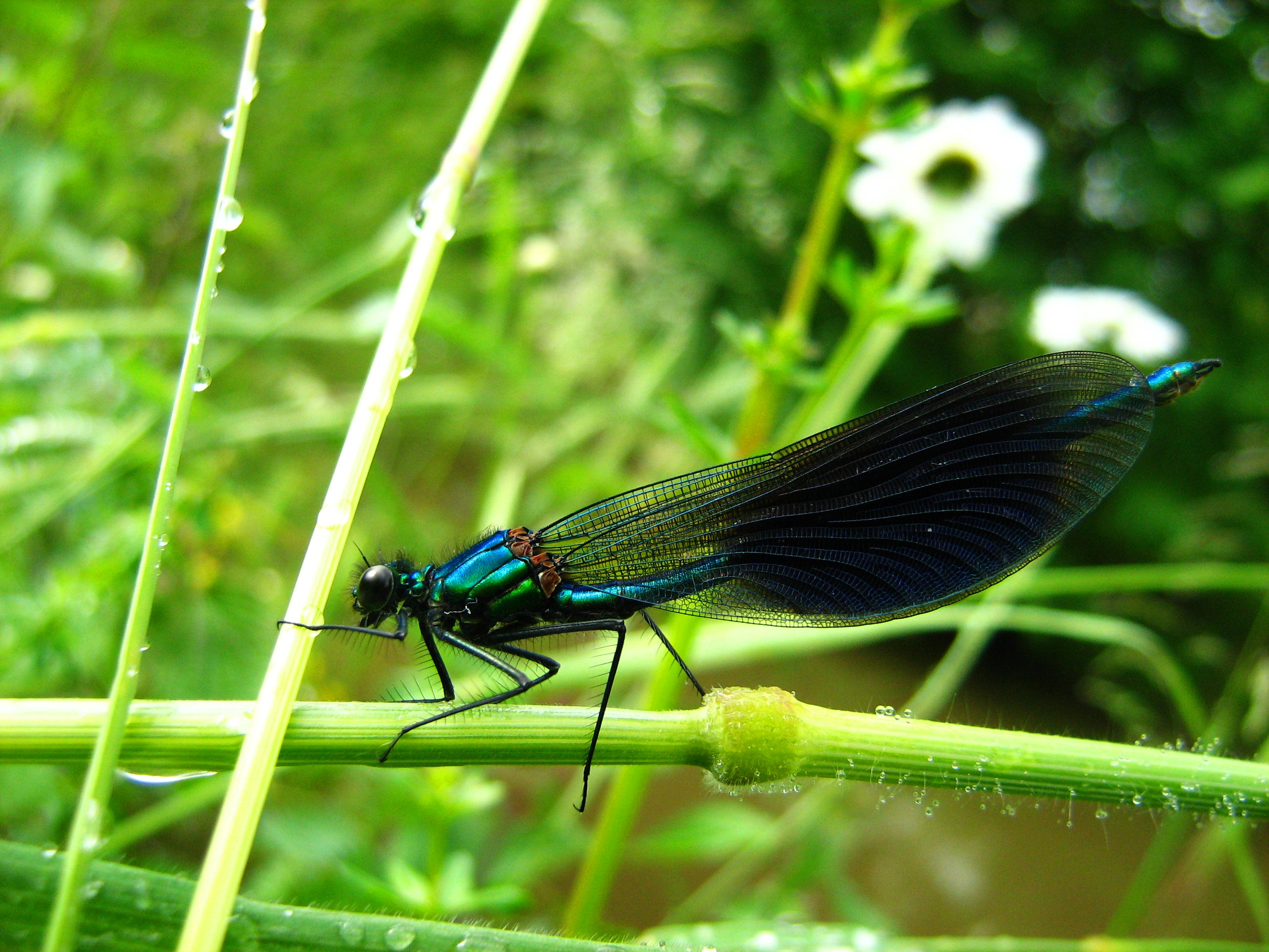 Calopteryx