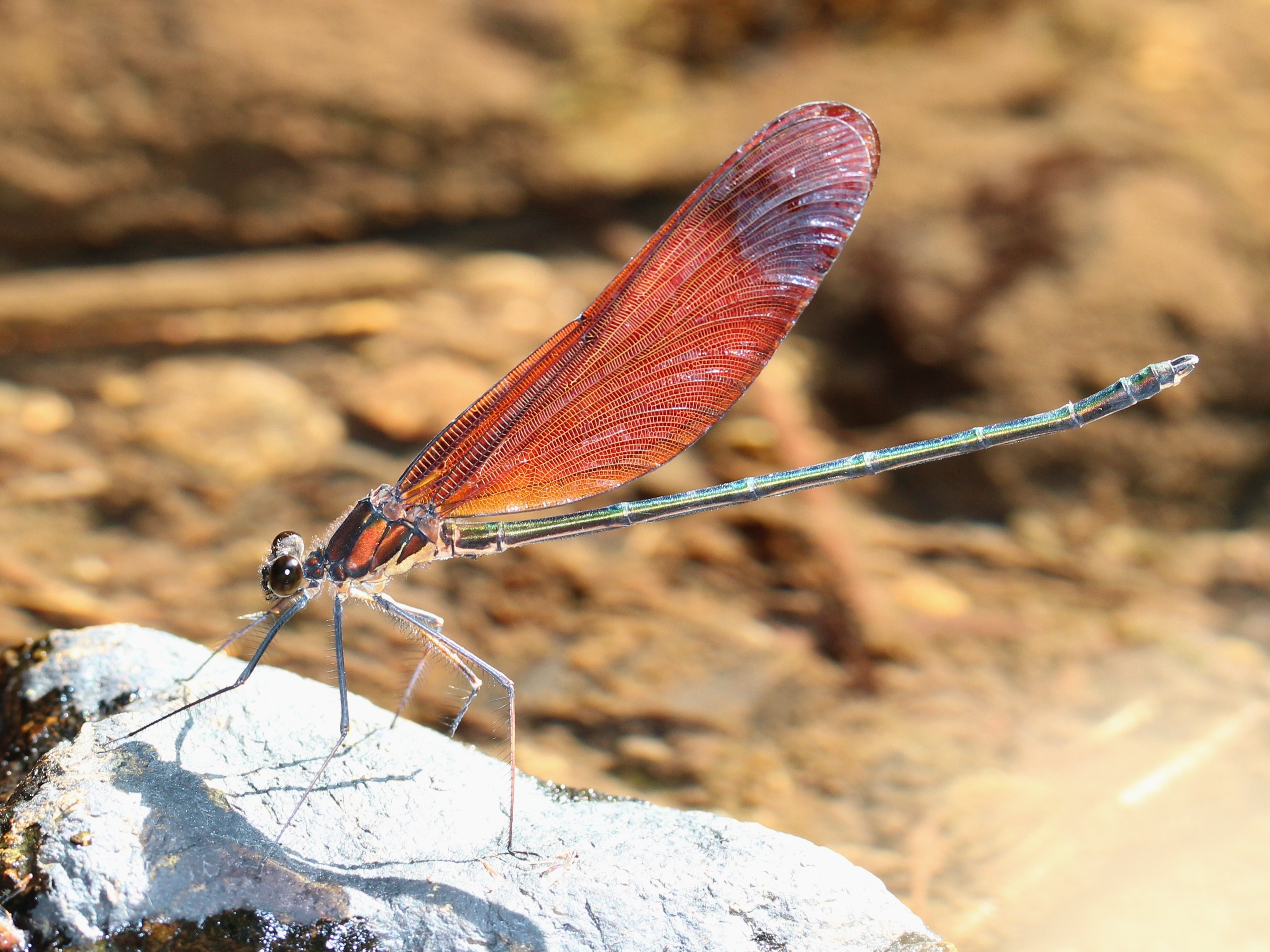 Calopteryx cornelia male