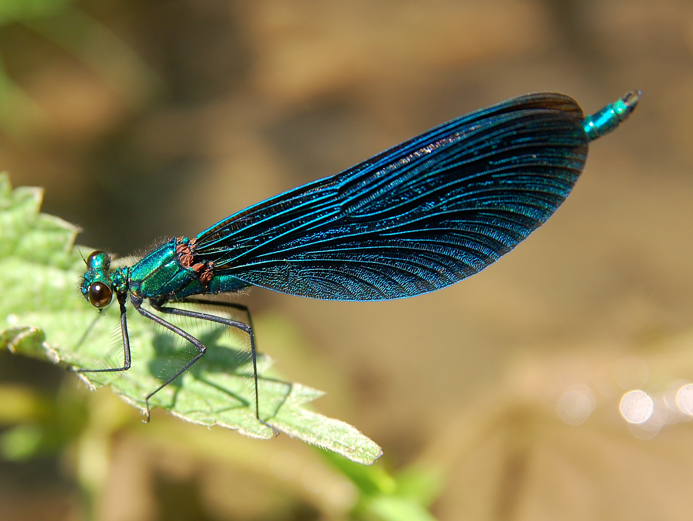 Calopteryx Luc Viatour