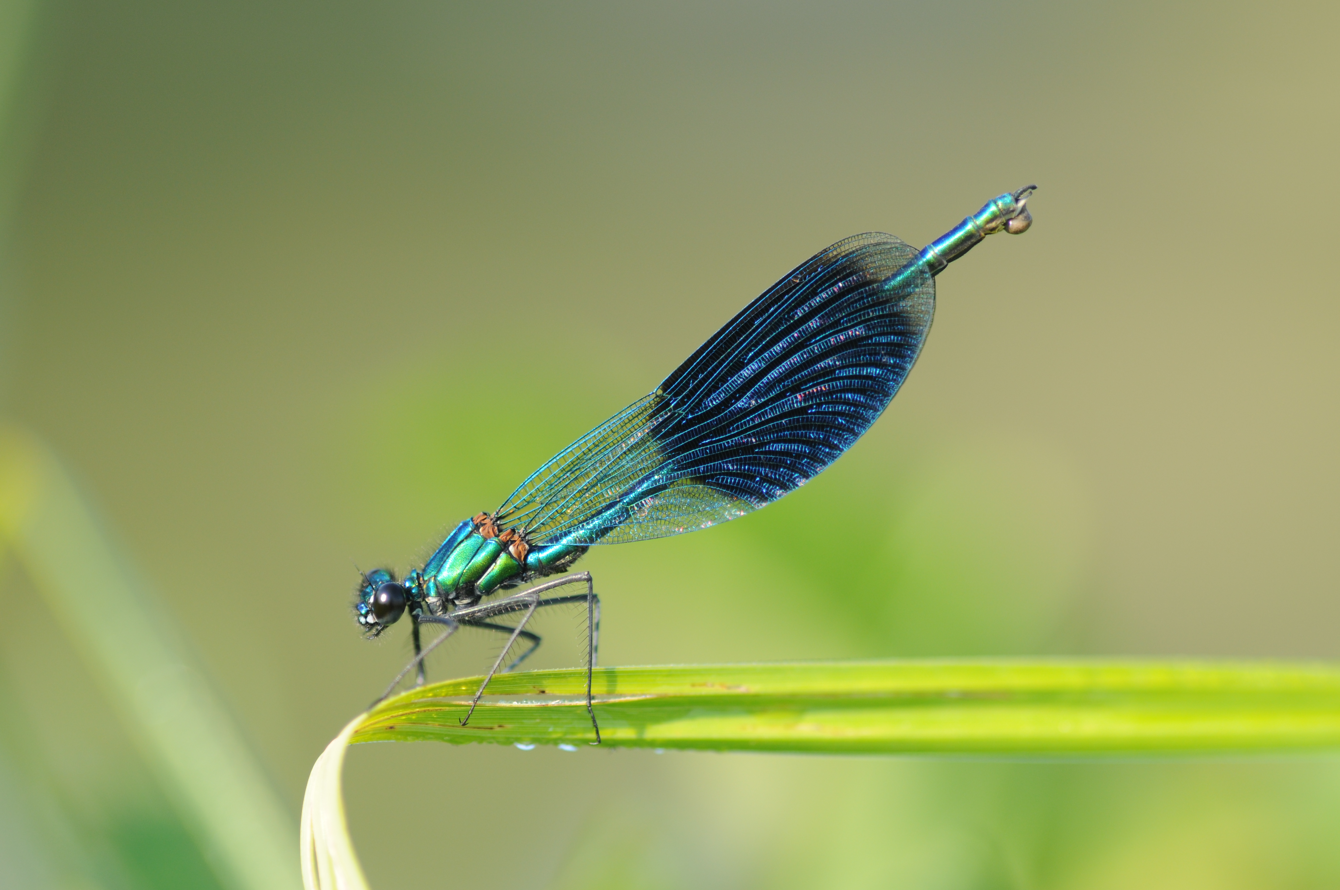 Calopteryx splendens (10)