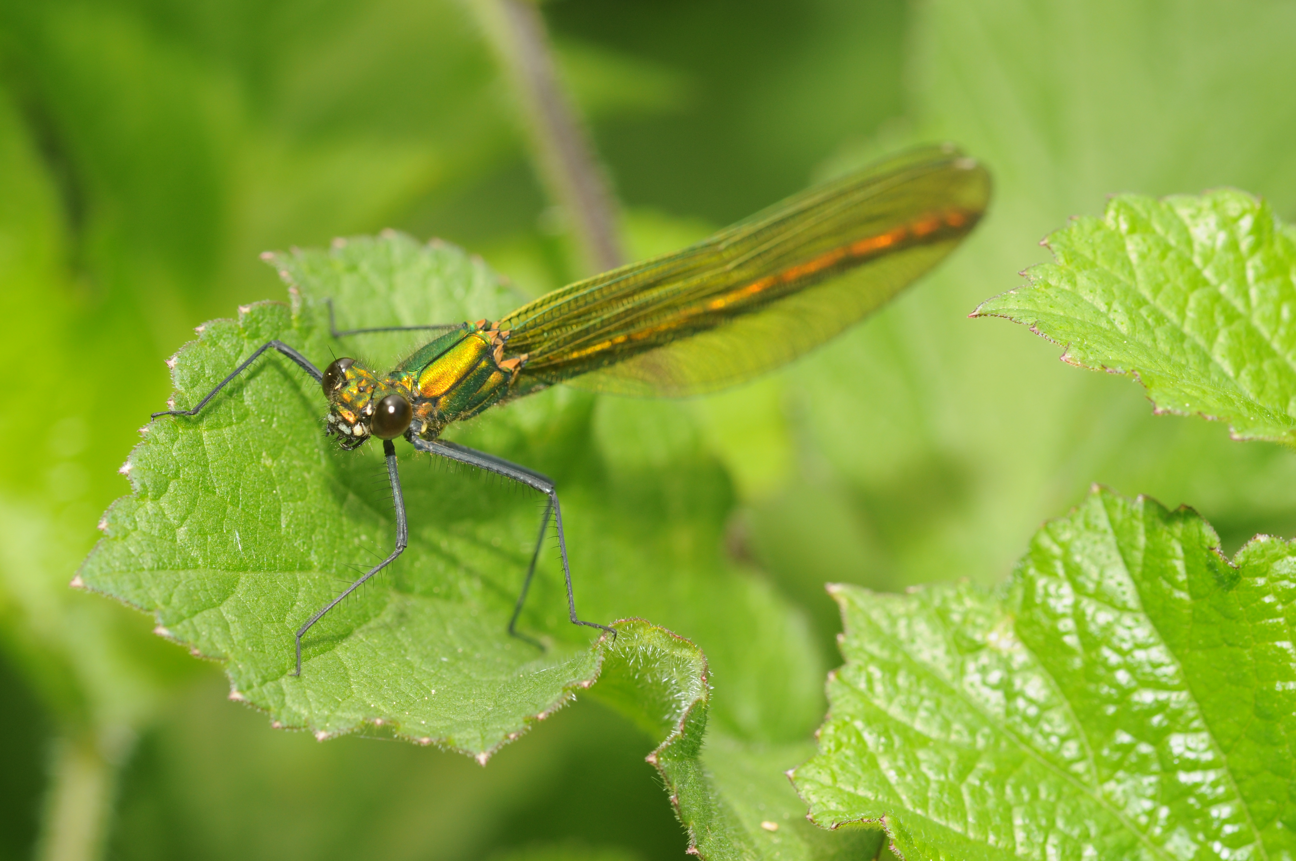 Calopteryx splendens (5)