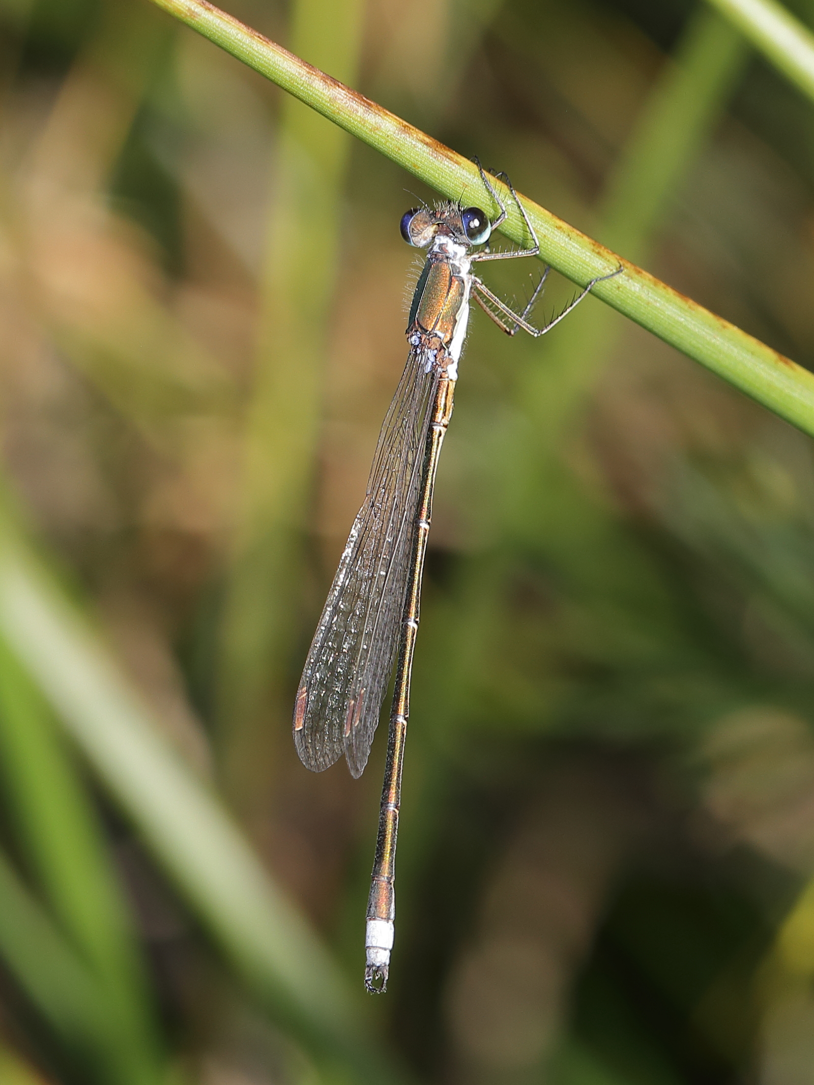 Calopteryx splendens (Calopterygidae), female (14760629477)