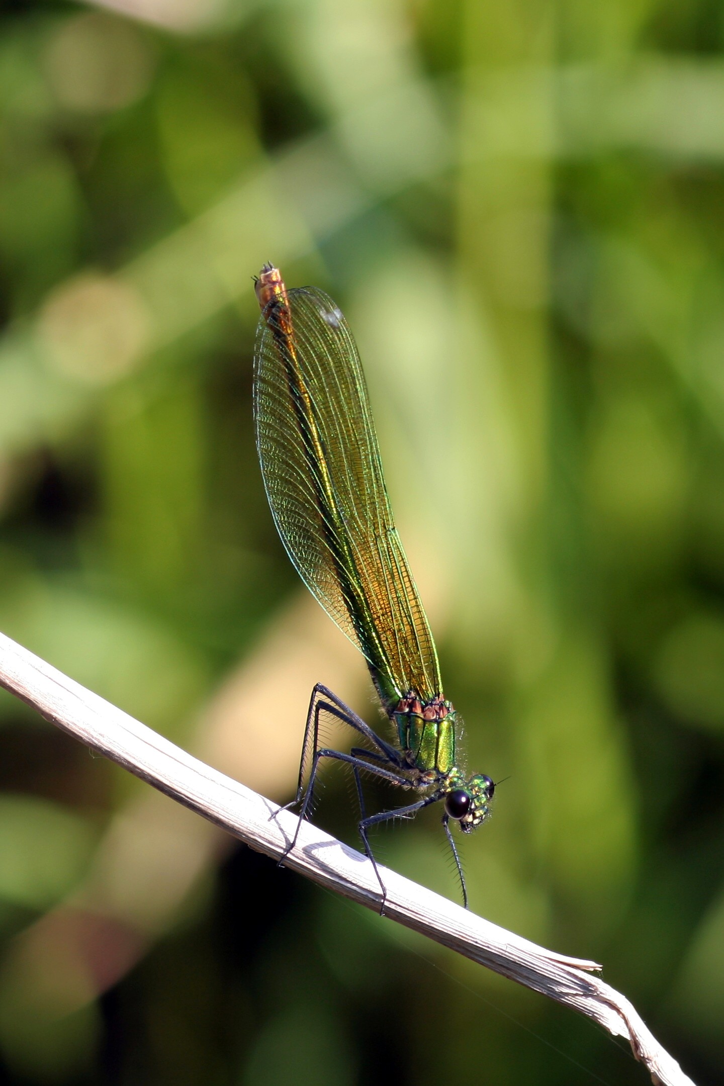 Calopteryx splendens female