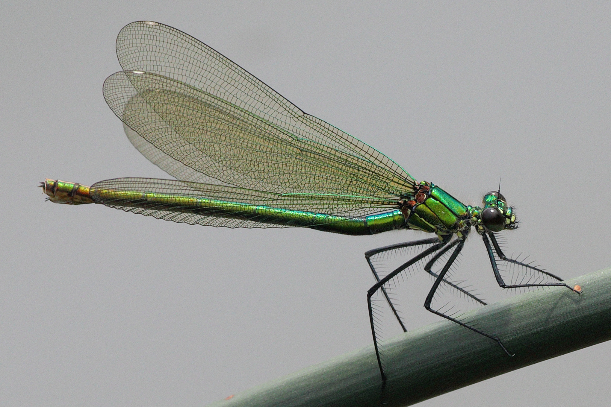 Calopteryx splendens female (Germany,Heidelberg)