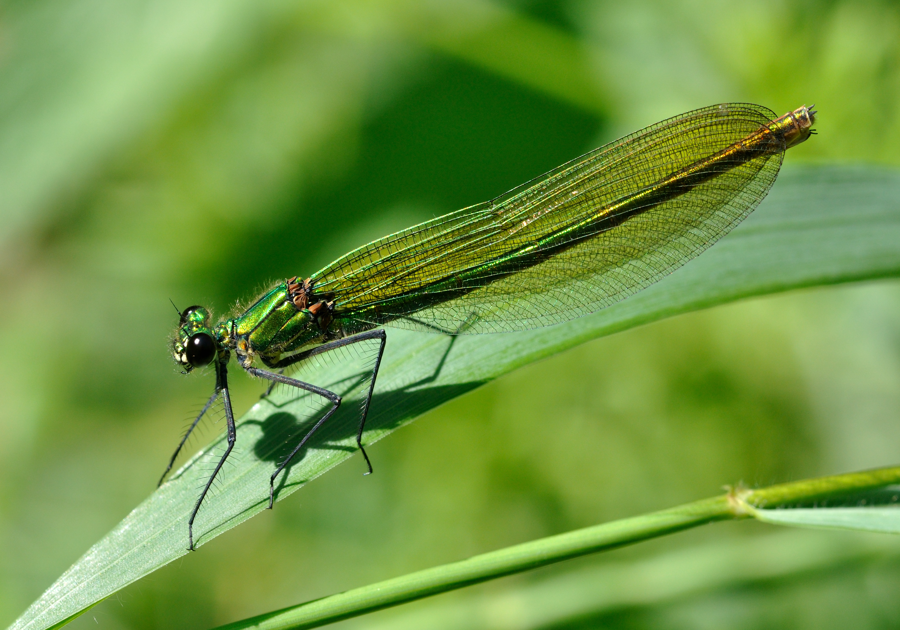Calopteryx splendens qtl3