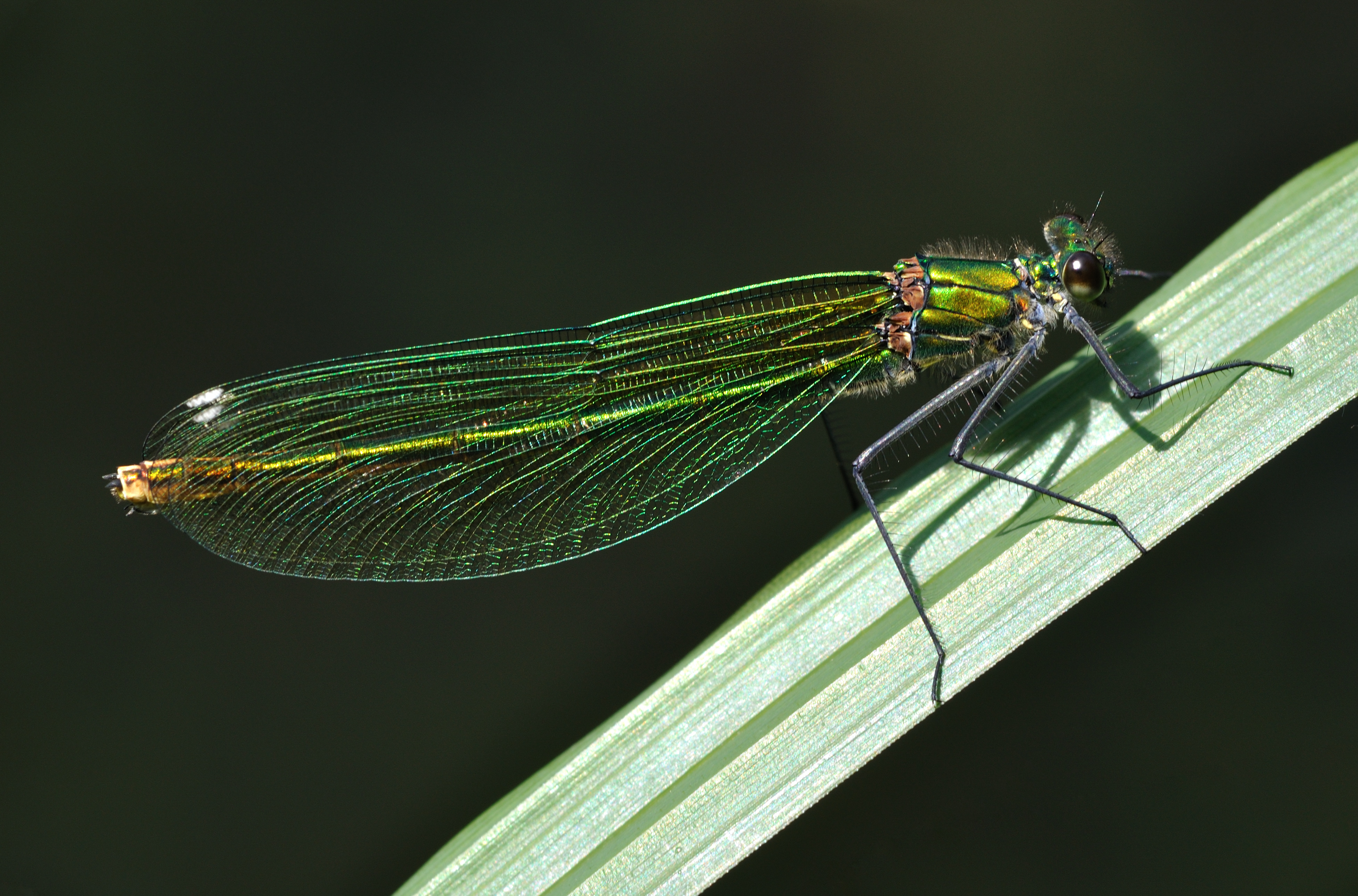 Calopteryx splendens qtl5