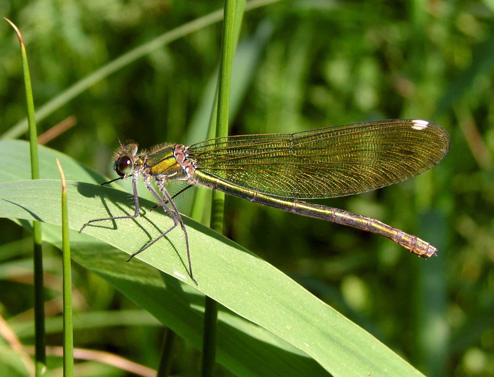 Calopteryx virgo F