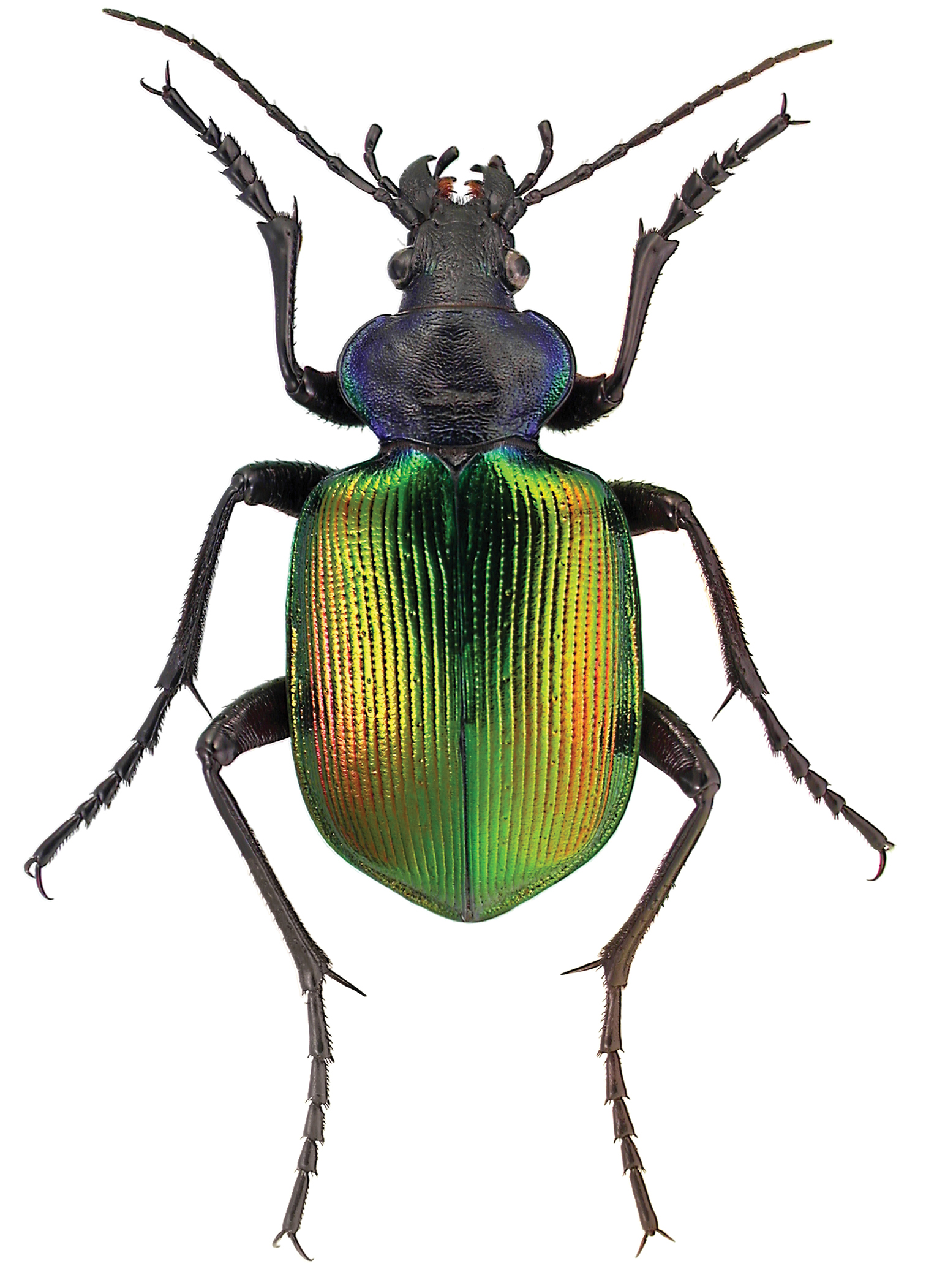 Calosoma sycophanta L. - ZooKeys-245-001-g009