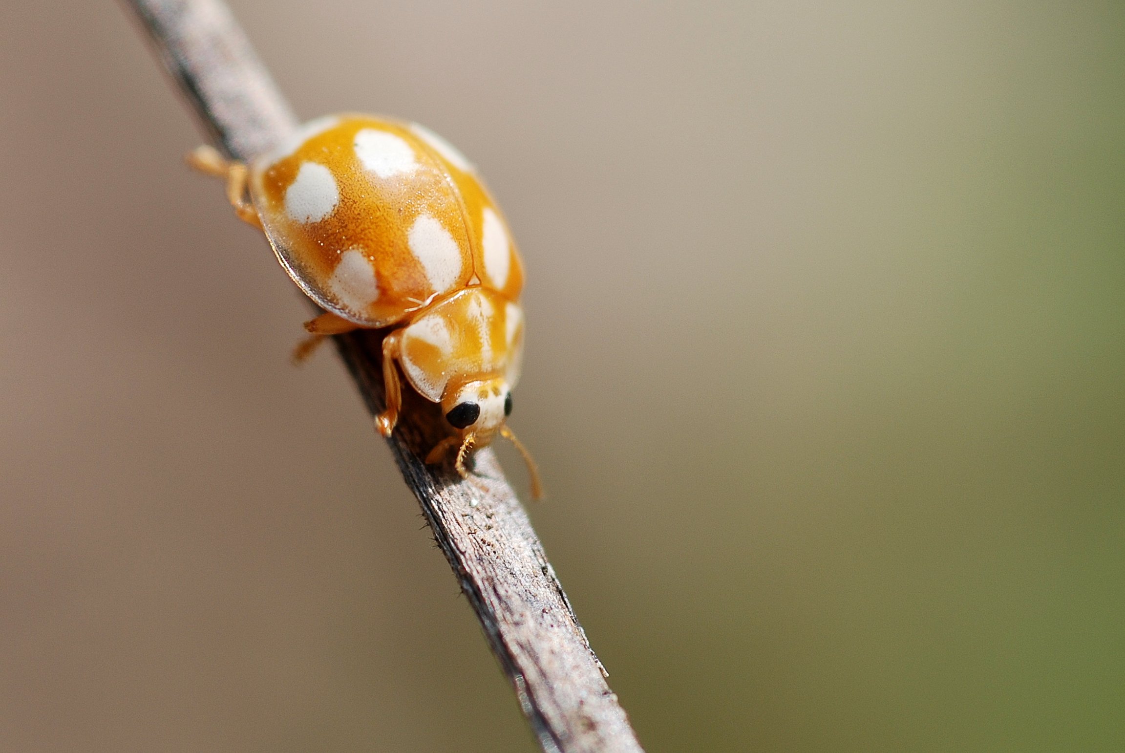 Calvia decemguttata (4541409651)
