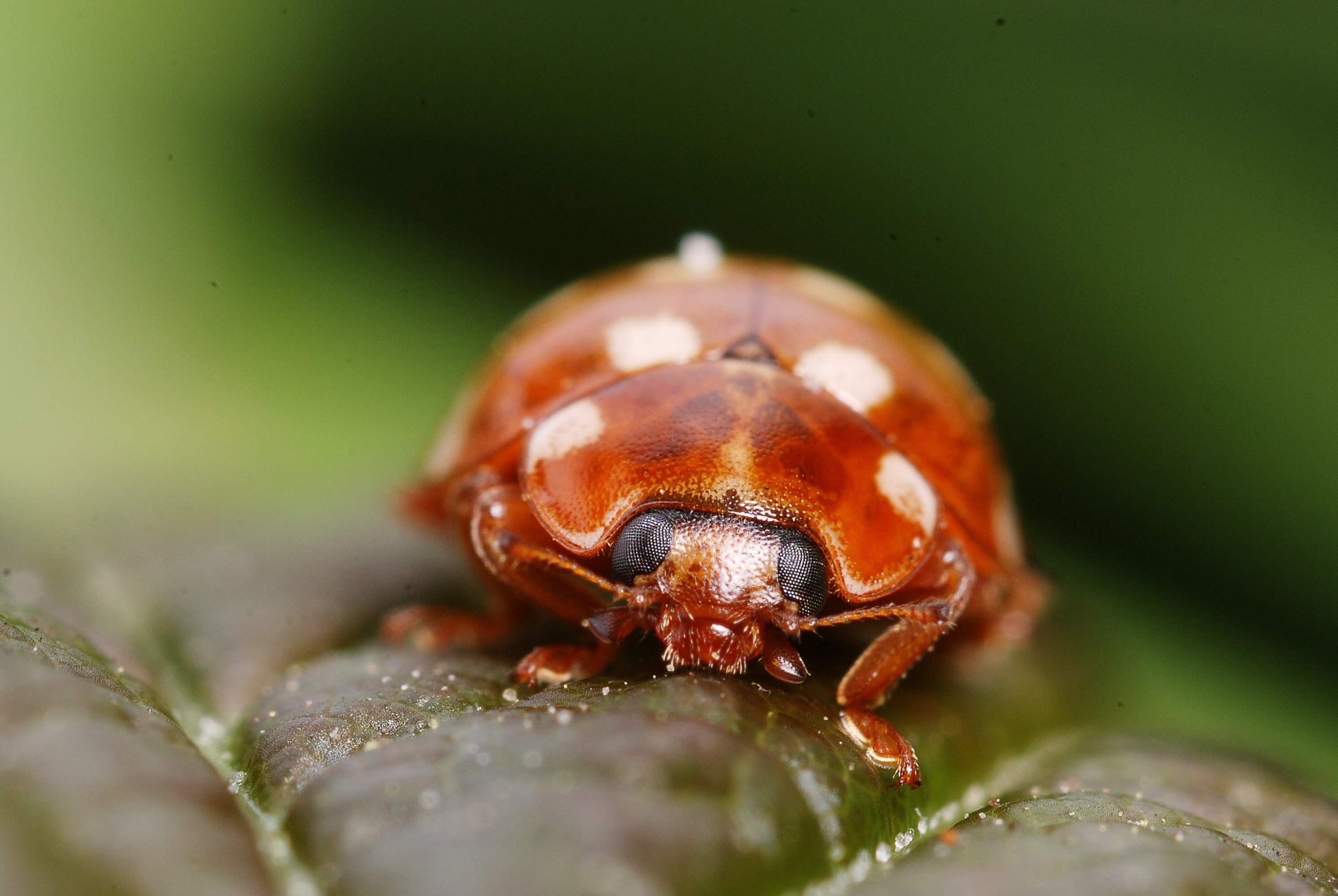 Calvia quatuordecimguttata (4541407865)