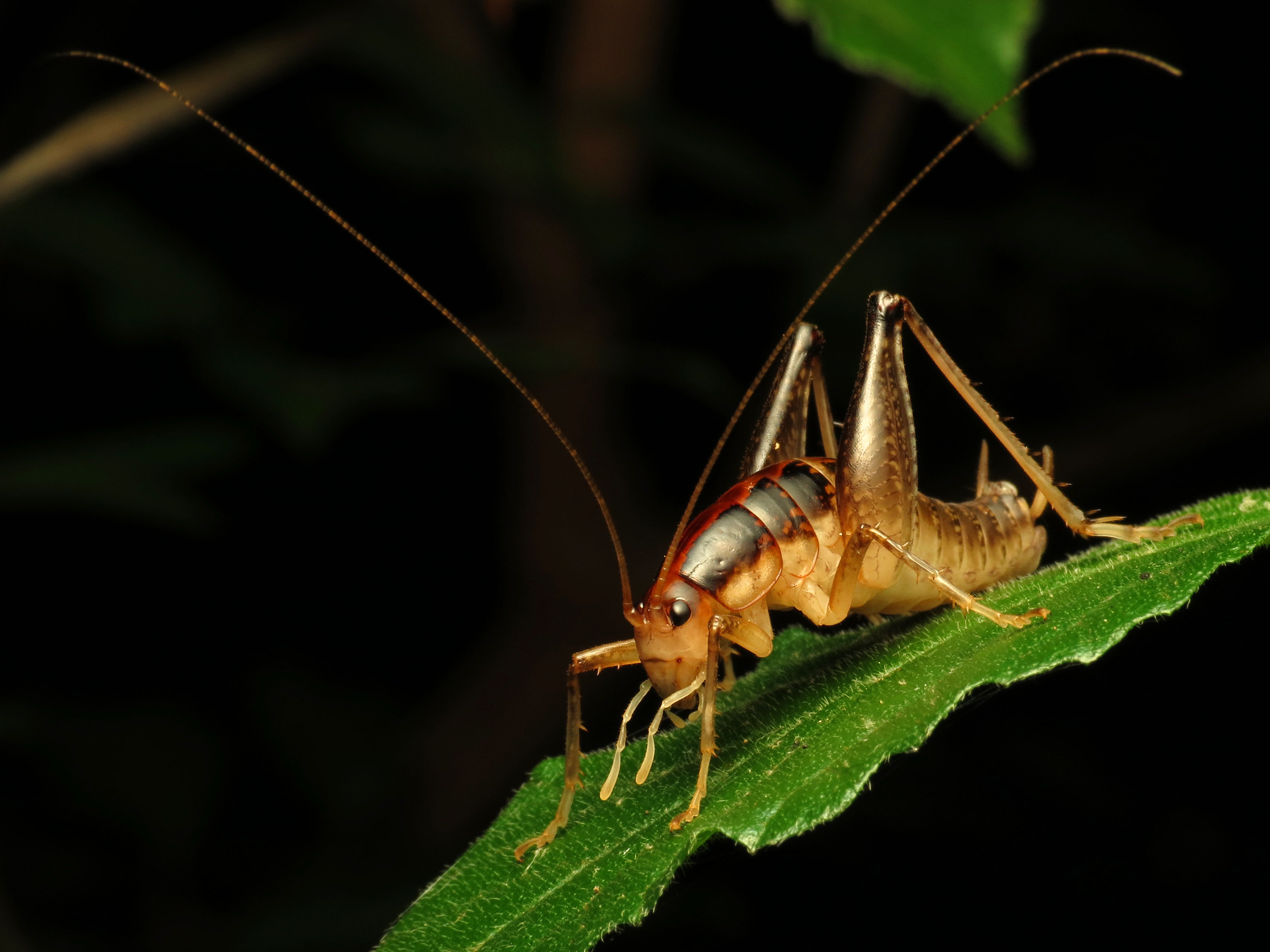 Camel Cricket - Flickr - treegrow