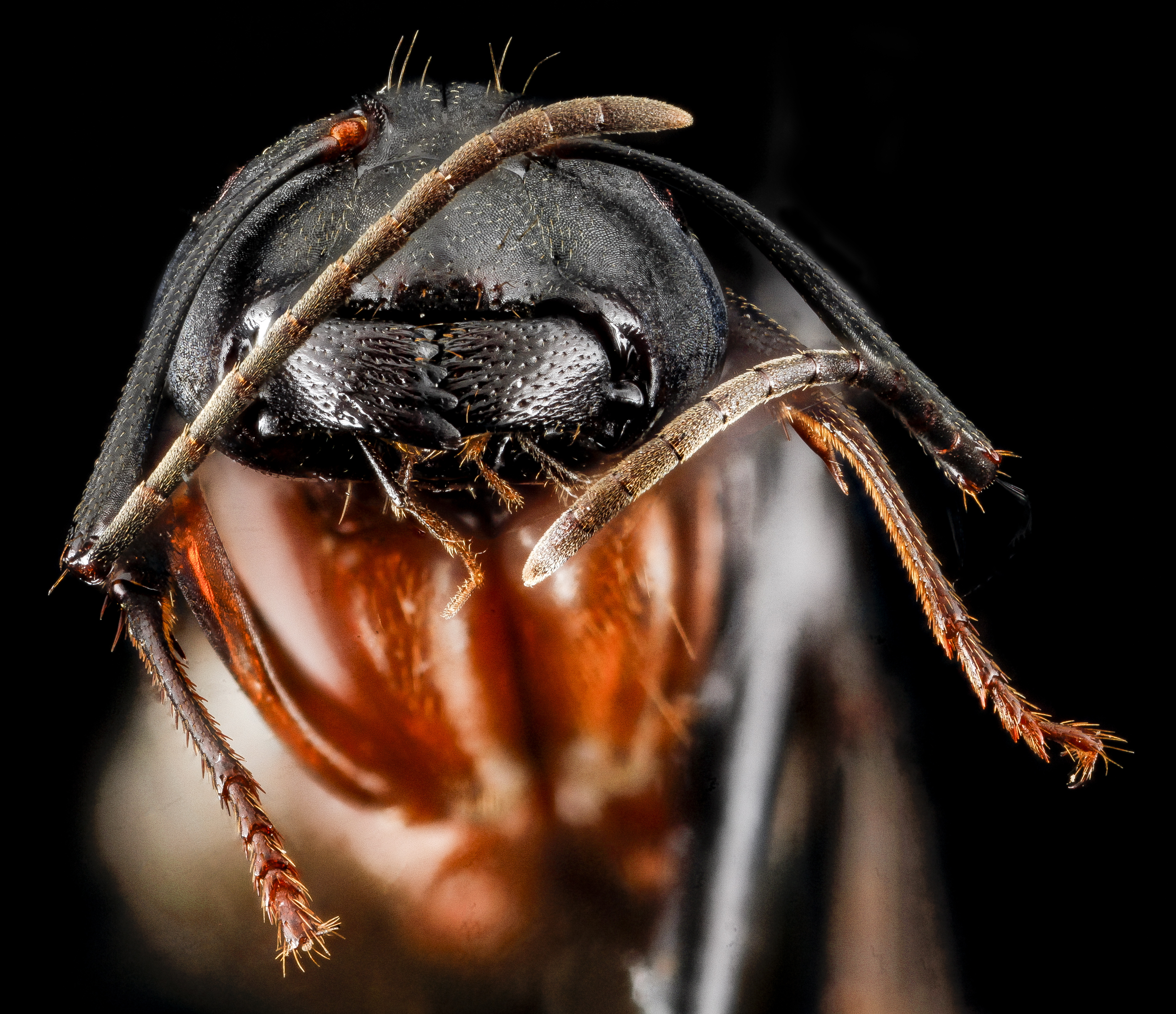 Camponotus chromaiodes, F, face, MD, Queen Anne County, Chino Farms 2013-01-16-14.14.23 ZS PMax