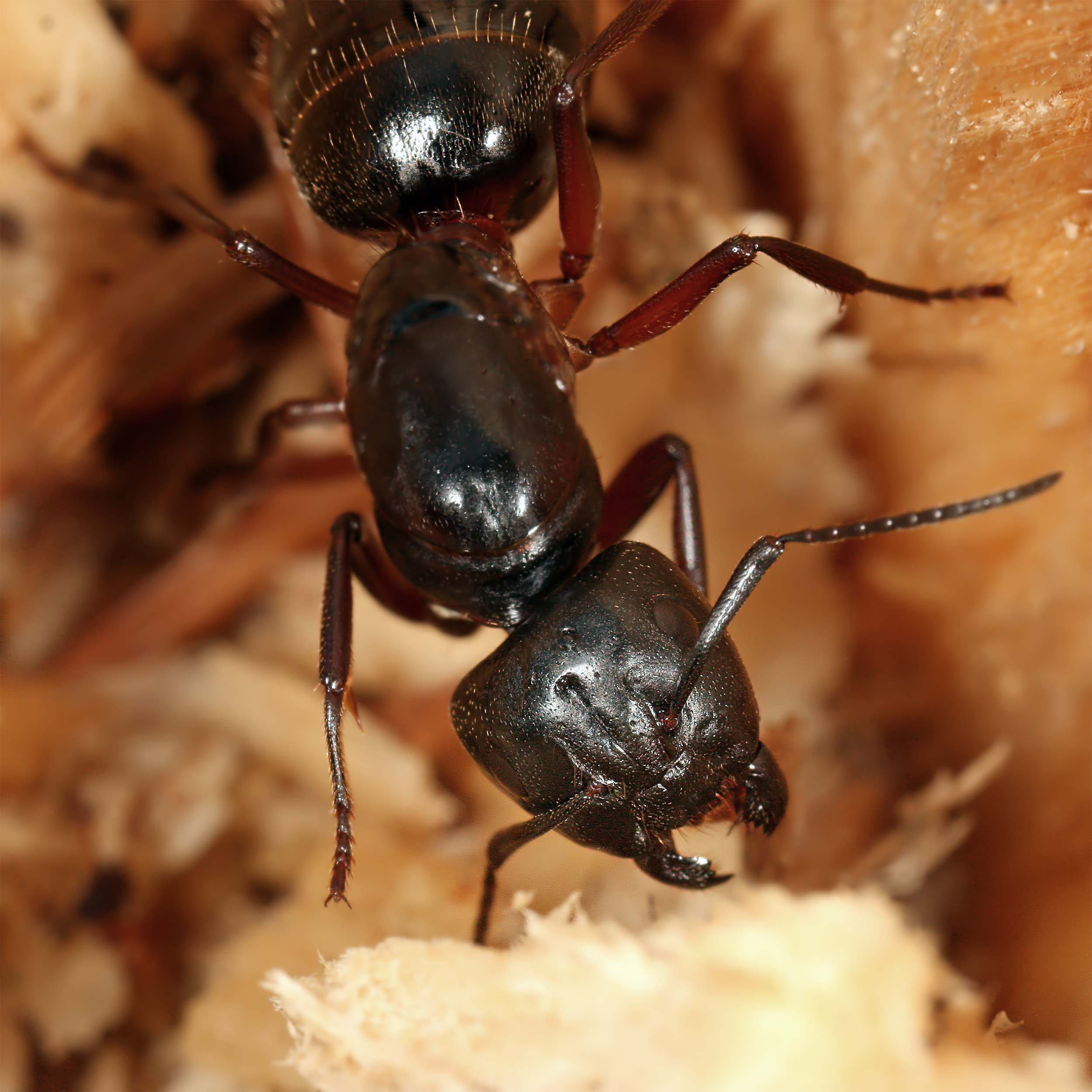 Camponotus ligniperda