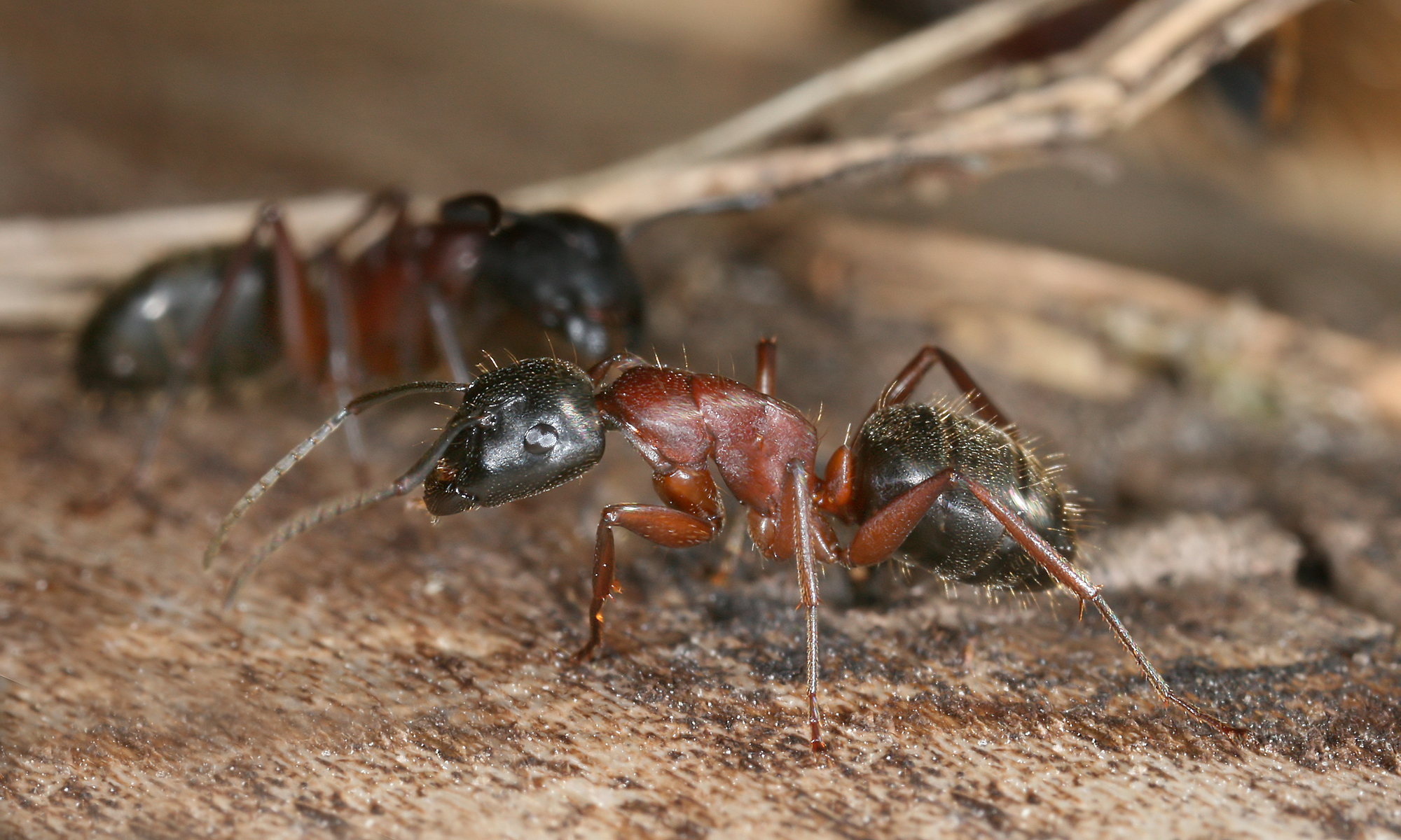 Camponotus sideview