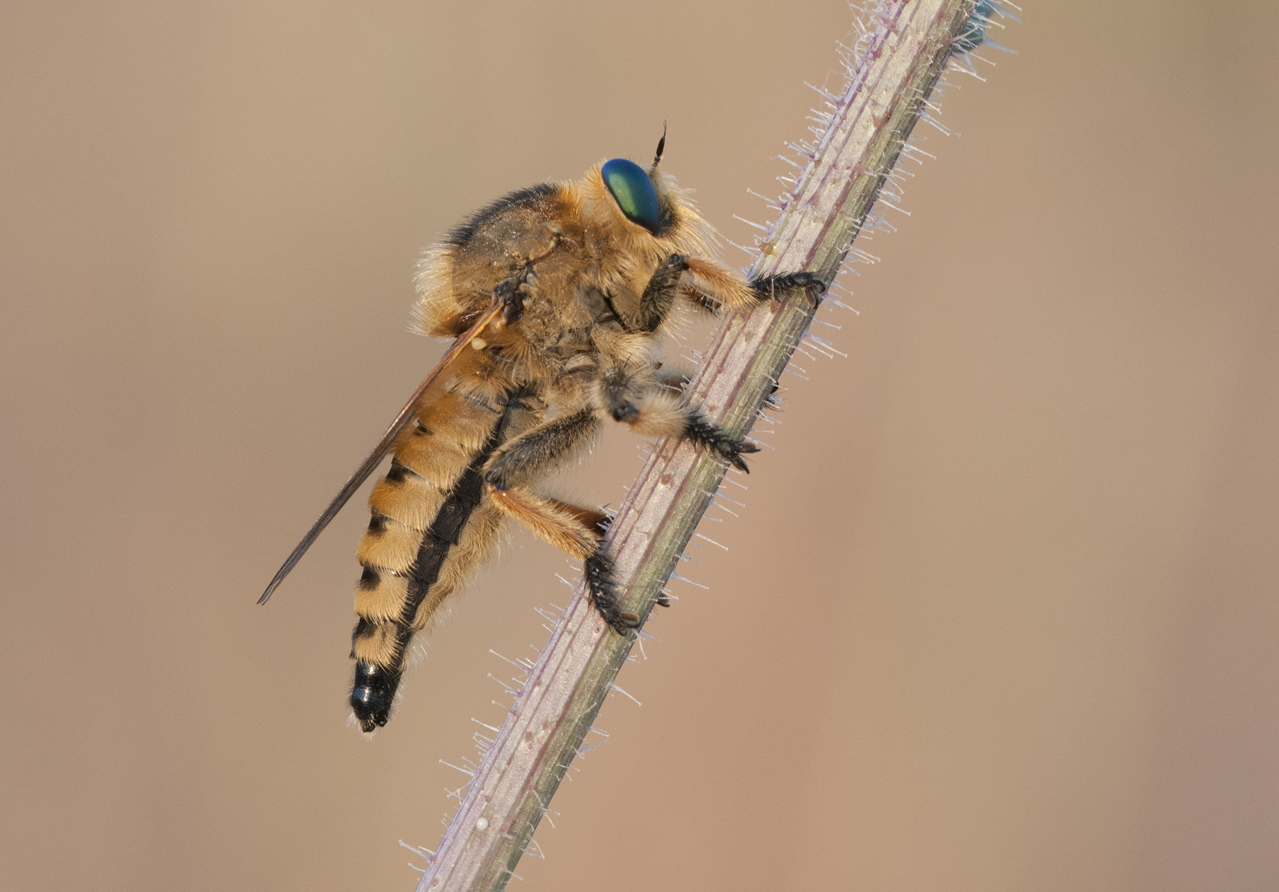 Cannibalfly - Katilsinek 01