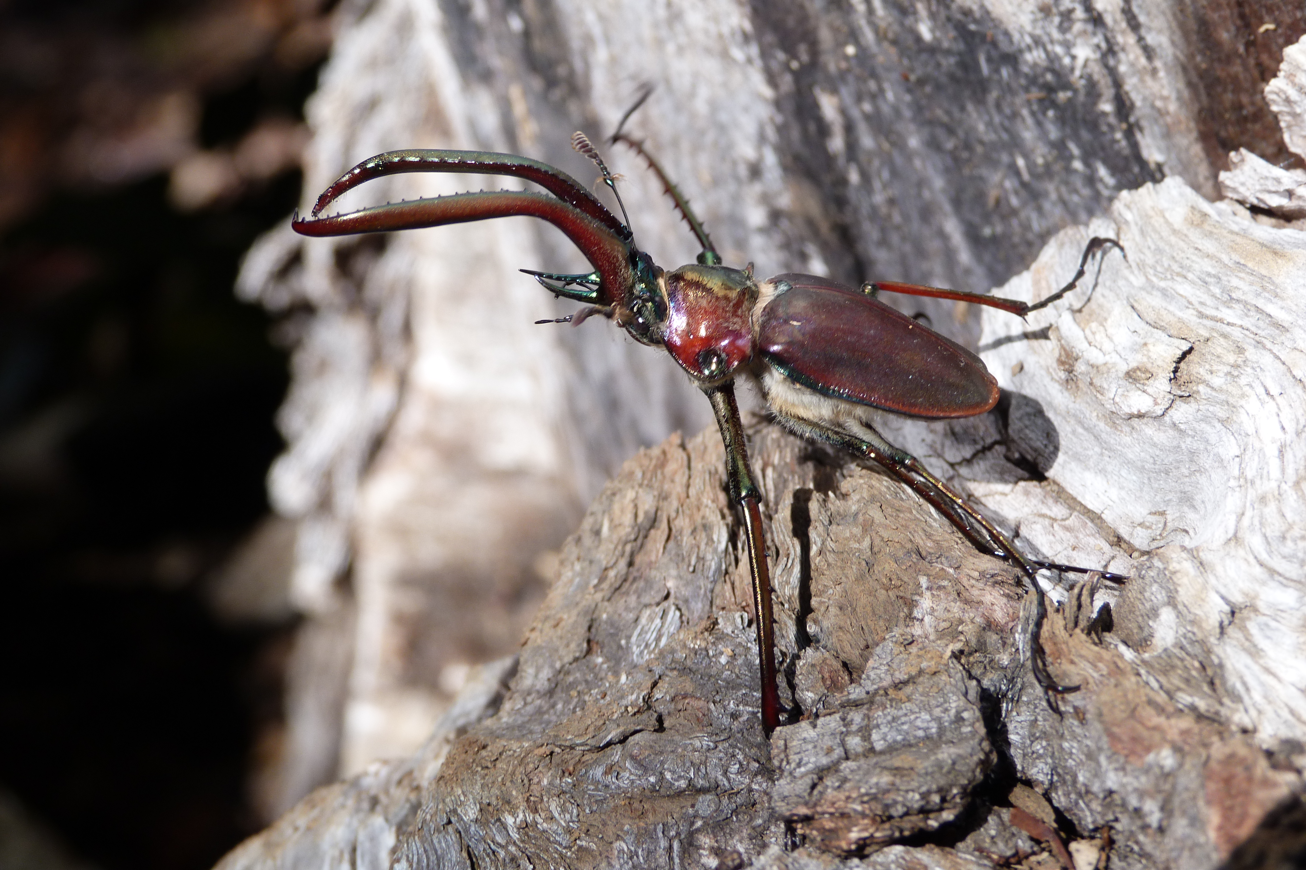 Cantauria erguida