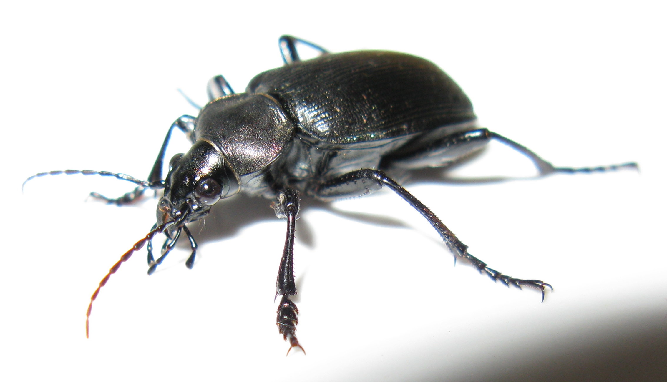 Carabidae Caminara Starred ground beetle (Calosoma?)