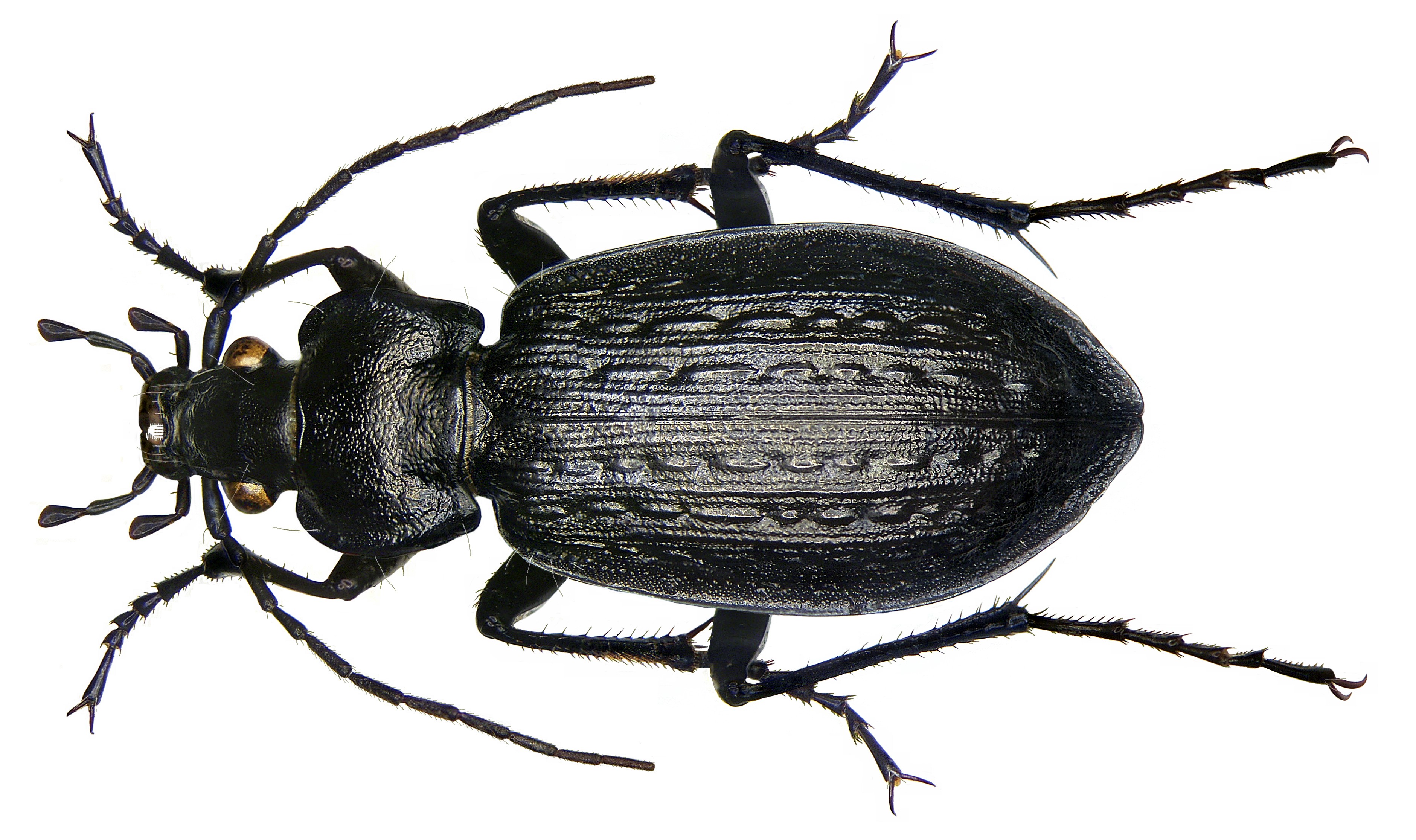 Carabus granulatus Linné, 1758 (2931407025)