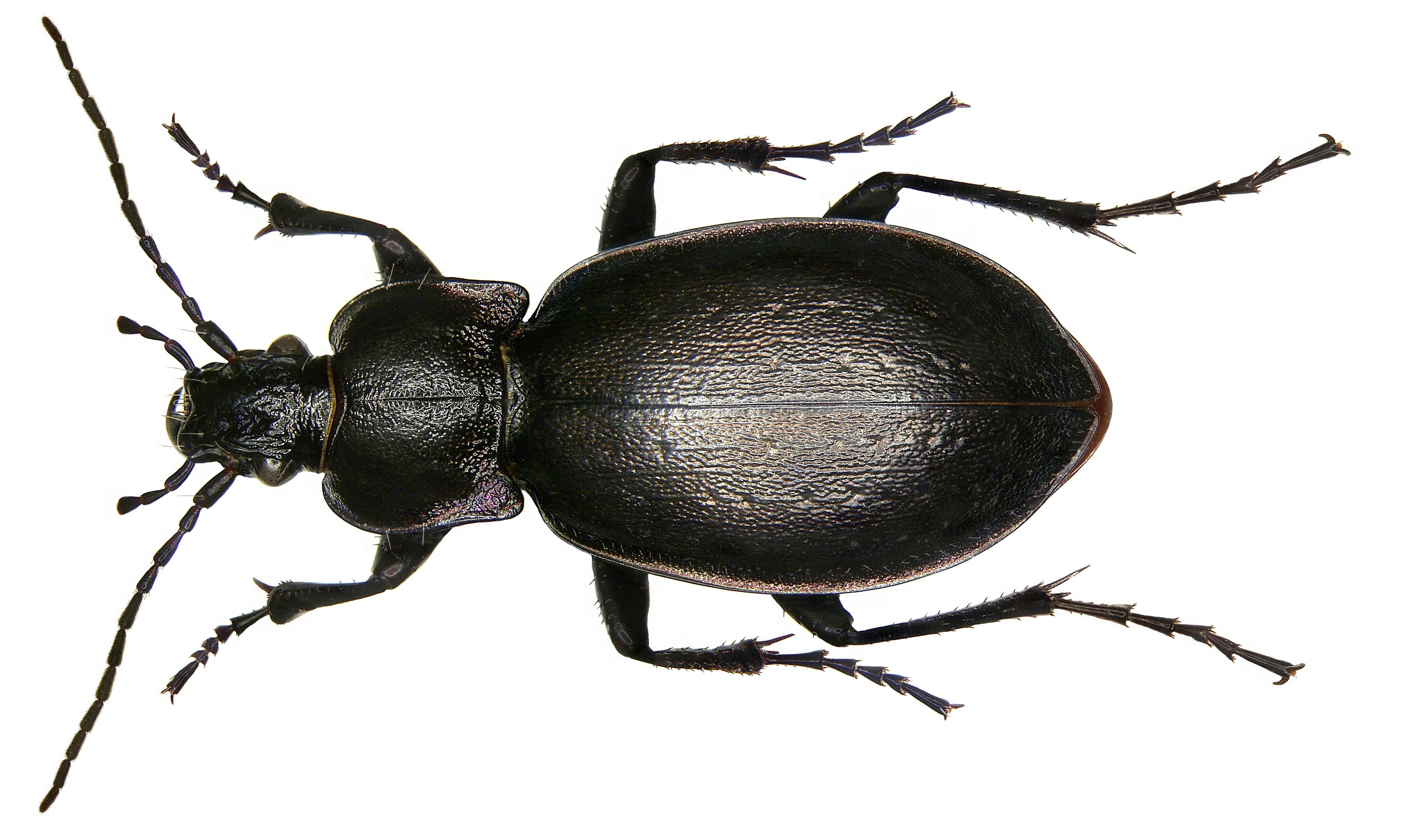 Carabus nemoralis Mueller, 1764 (2971913426)