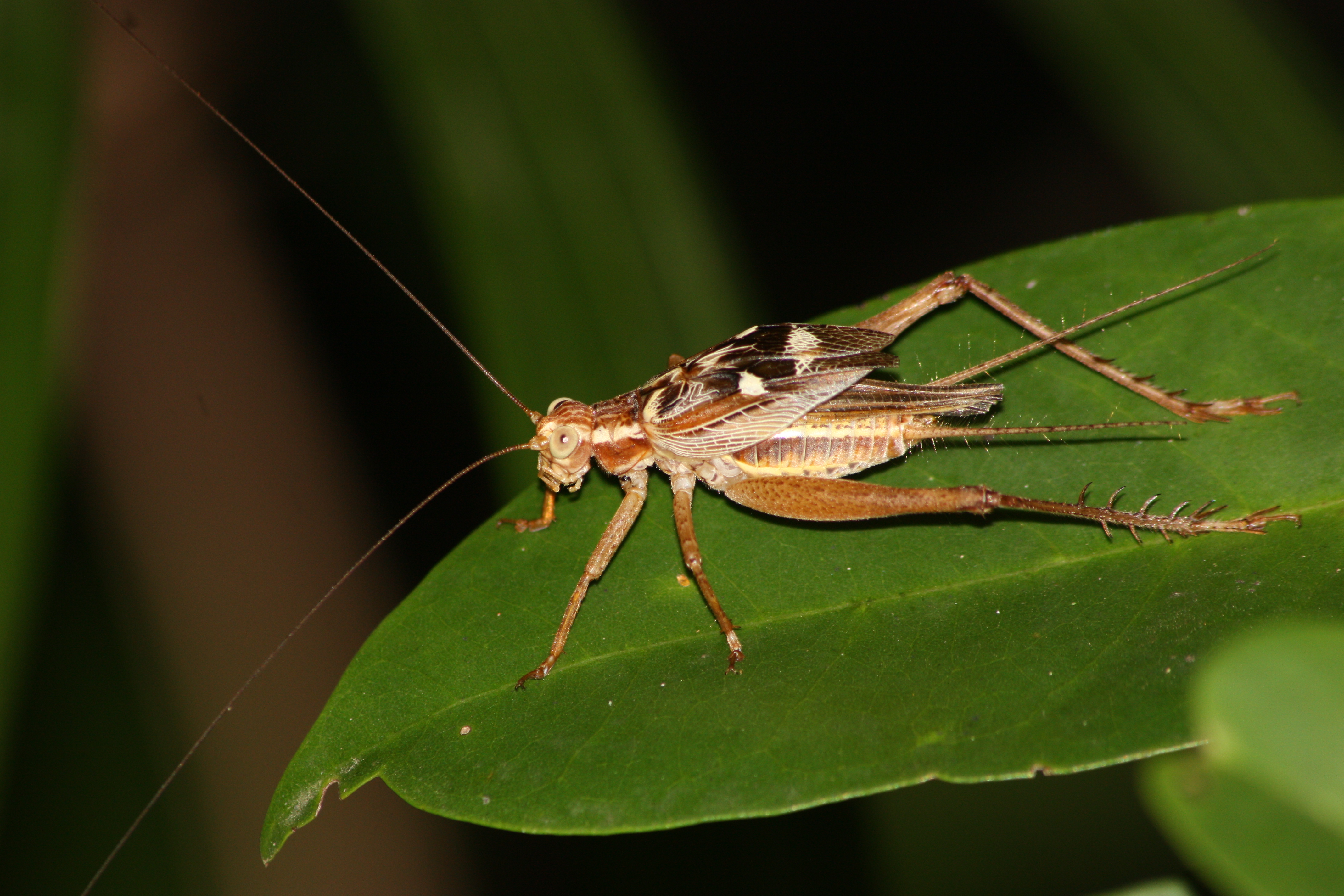 Cardiodactylus novaeguineae