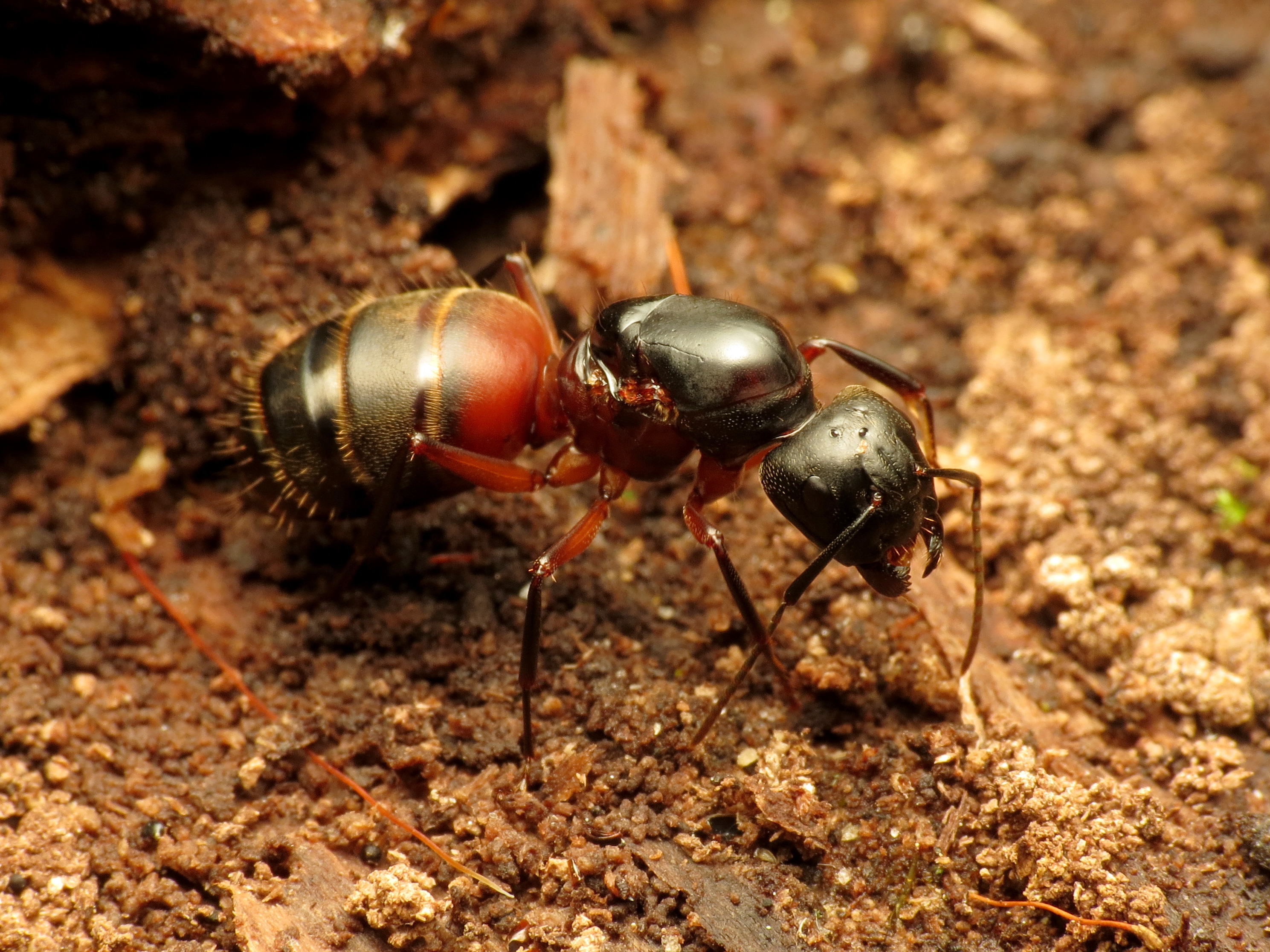 Carpenter Ant - Flickr - treegrow (1)