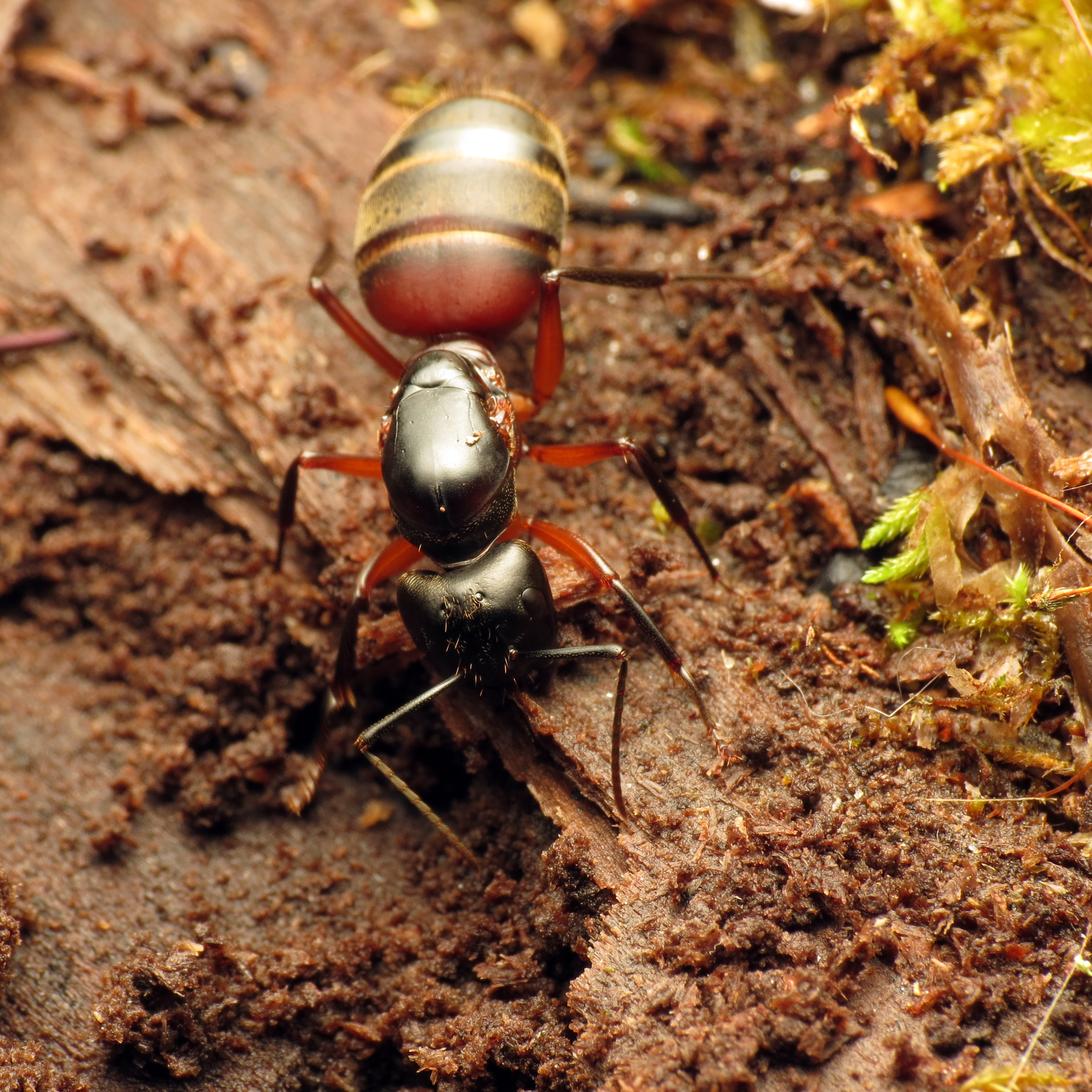 Carpenter Ant - Flickr - treegrow (3)