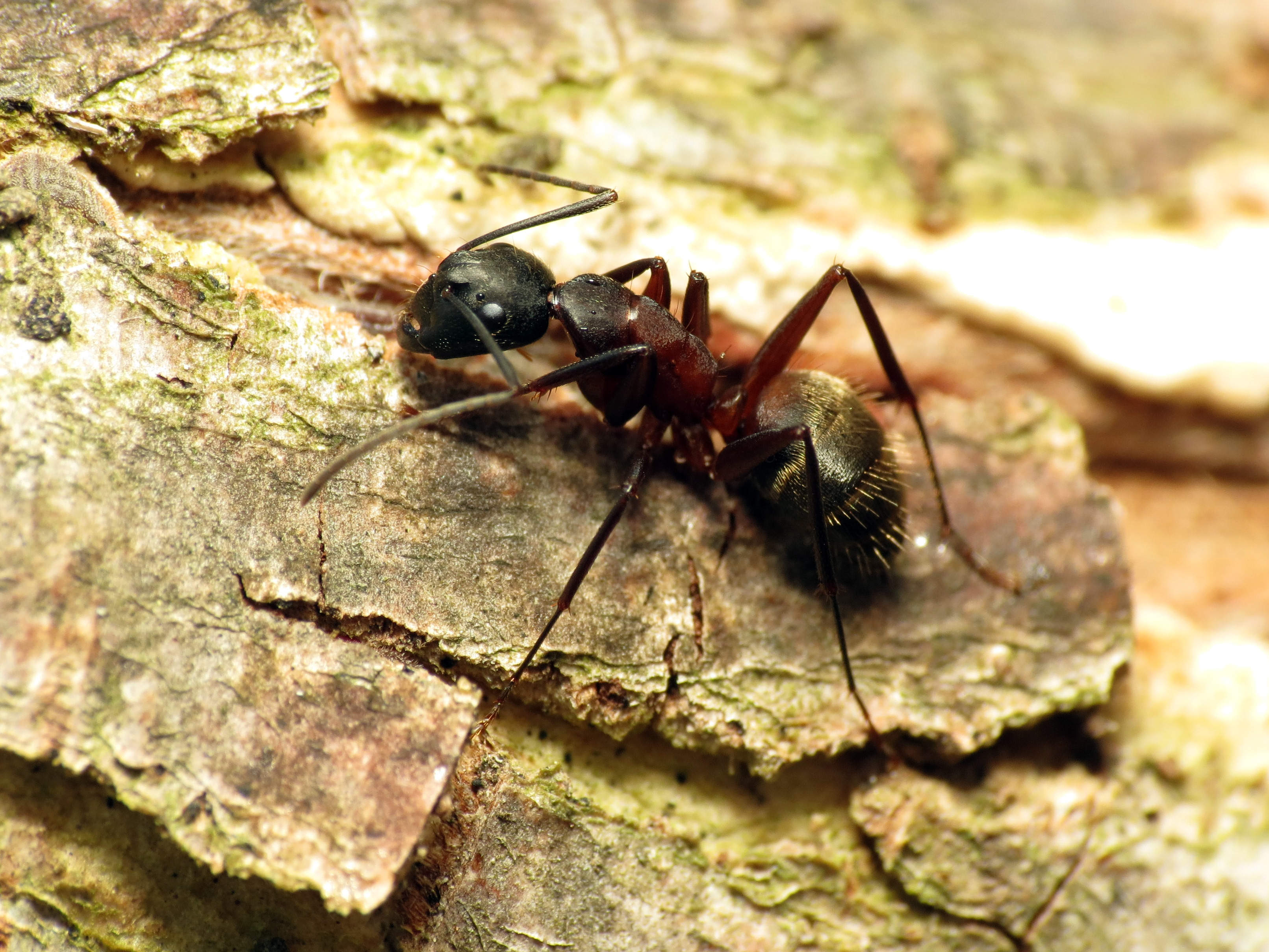 Carpenter Ant - Flickr - treegrow (4)