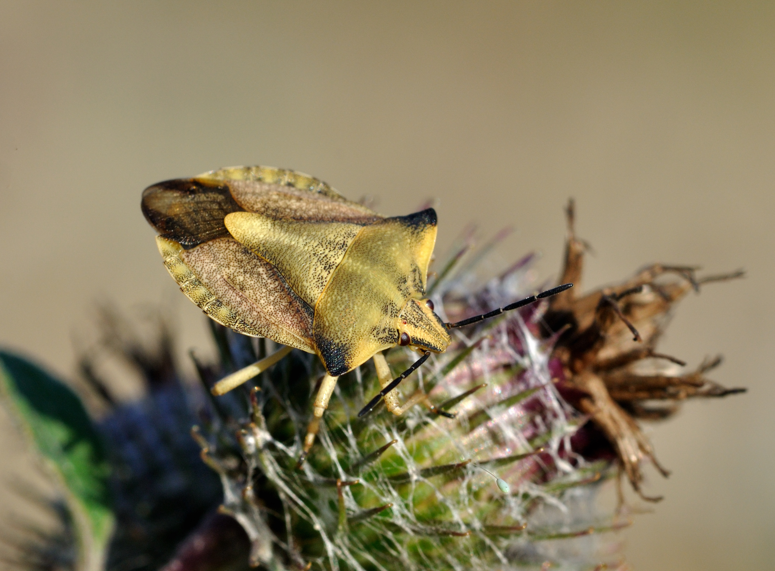 Carpocoris fuscispinus qtl3