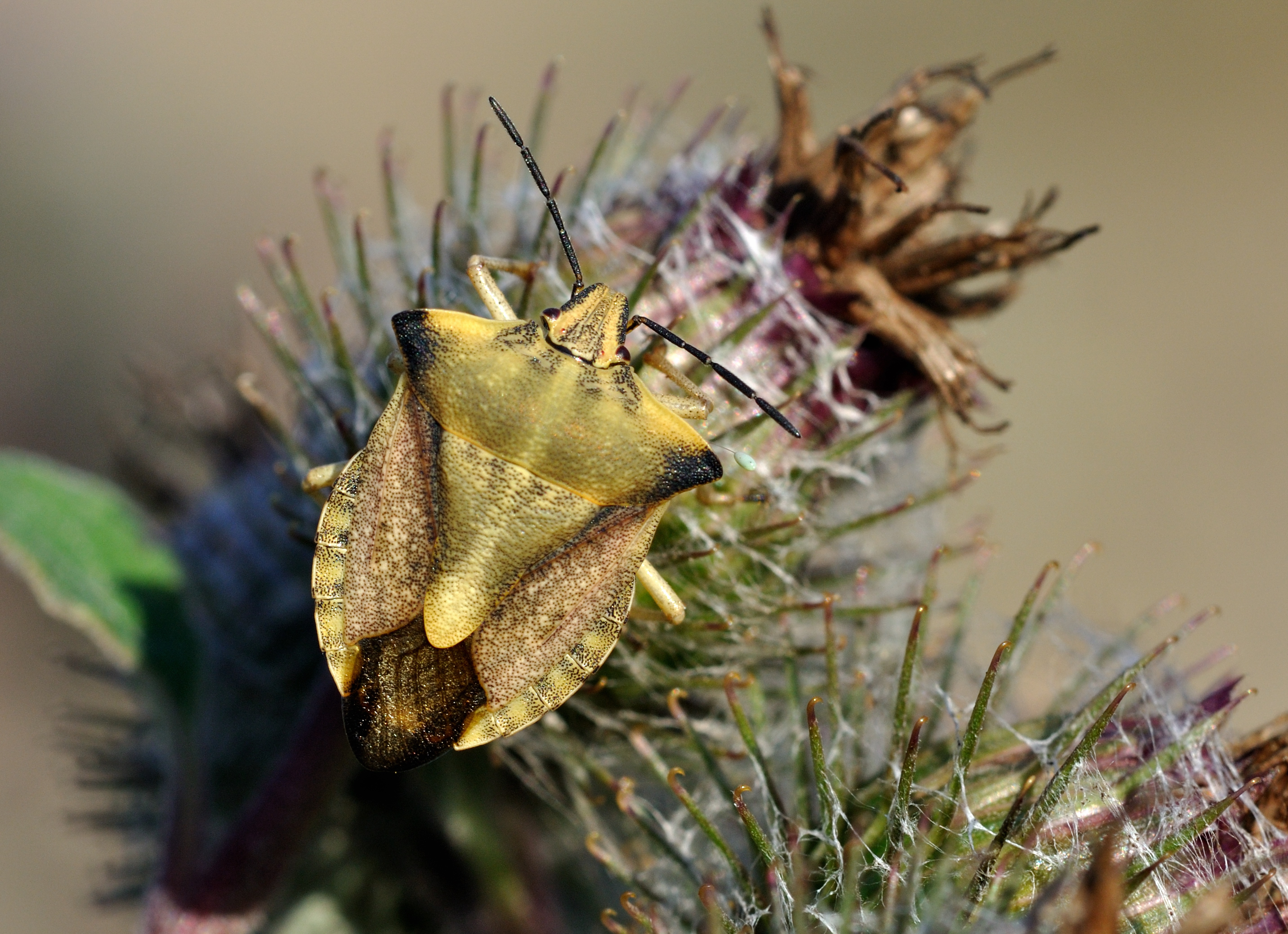 Carpocoris fuscispinus qtl4