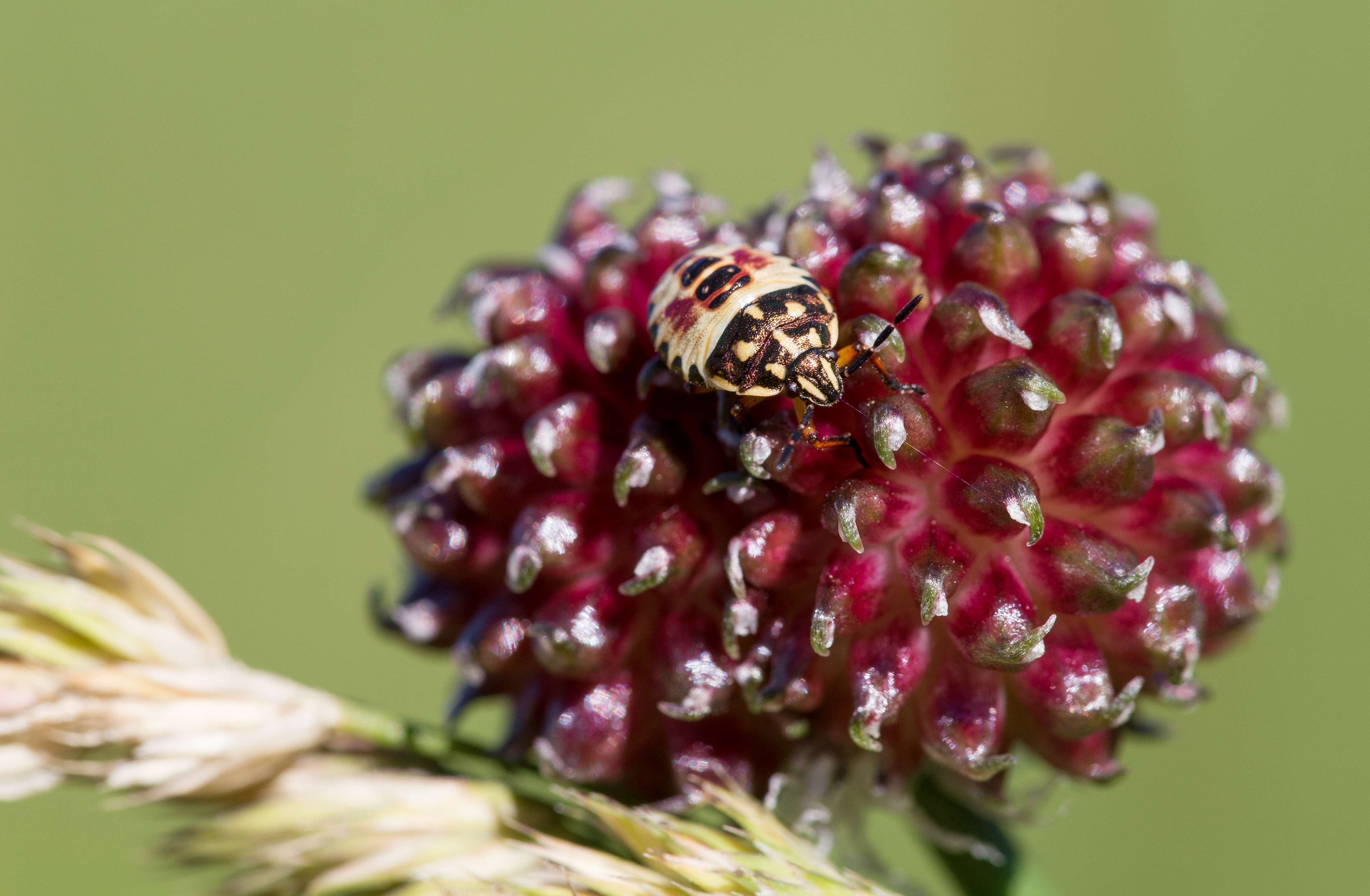Carpocoris Juvénile 2